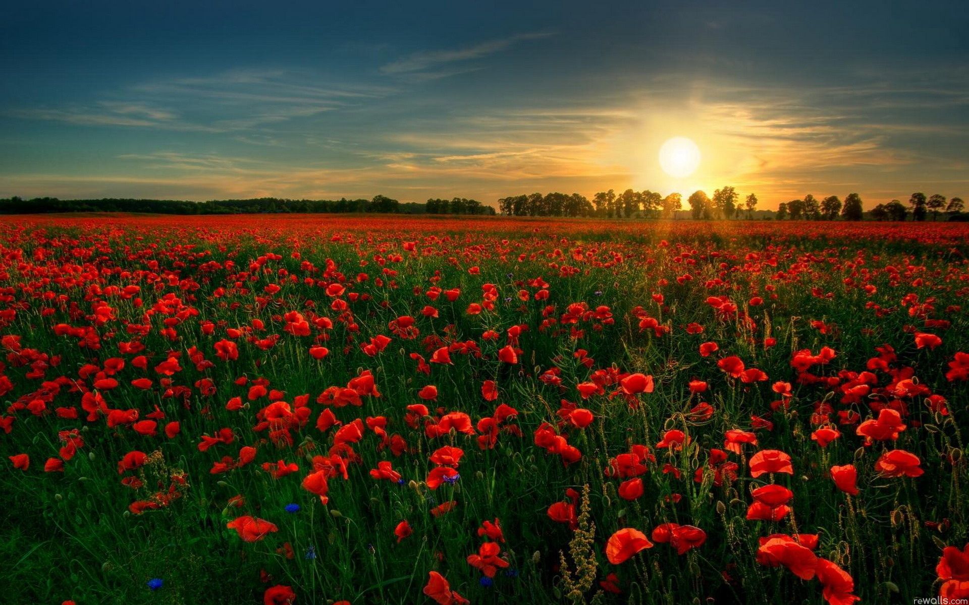 Red Poppy Garden Flower Wallpaper | PNG transparente mejores fotos