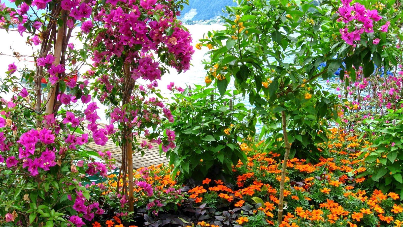 Fondos de jardín - Los mejores fondos de jardín gratis - WallpaperAccess