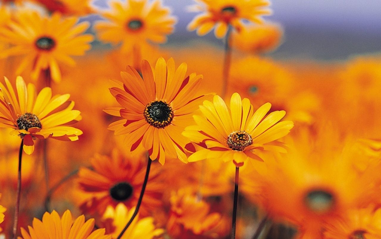 Vista jardín flores fondos de pantalla | Vista garden flowers fotos gratis