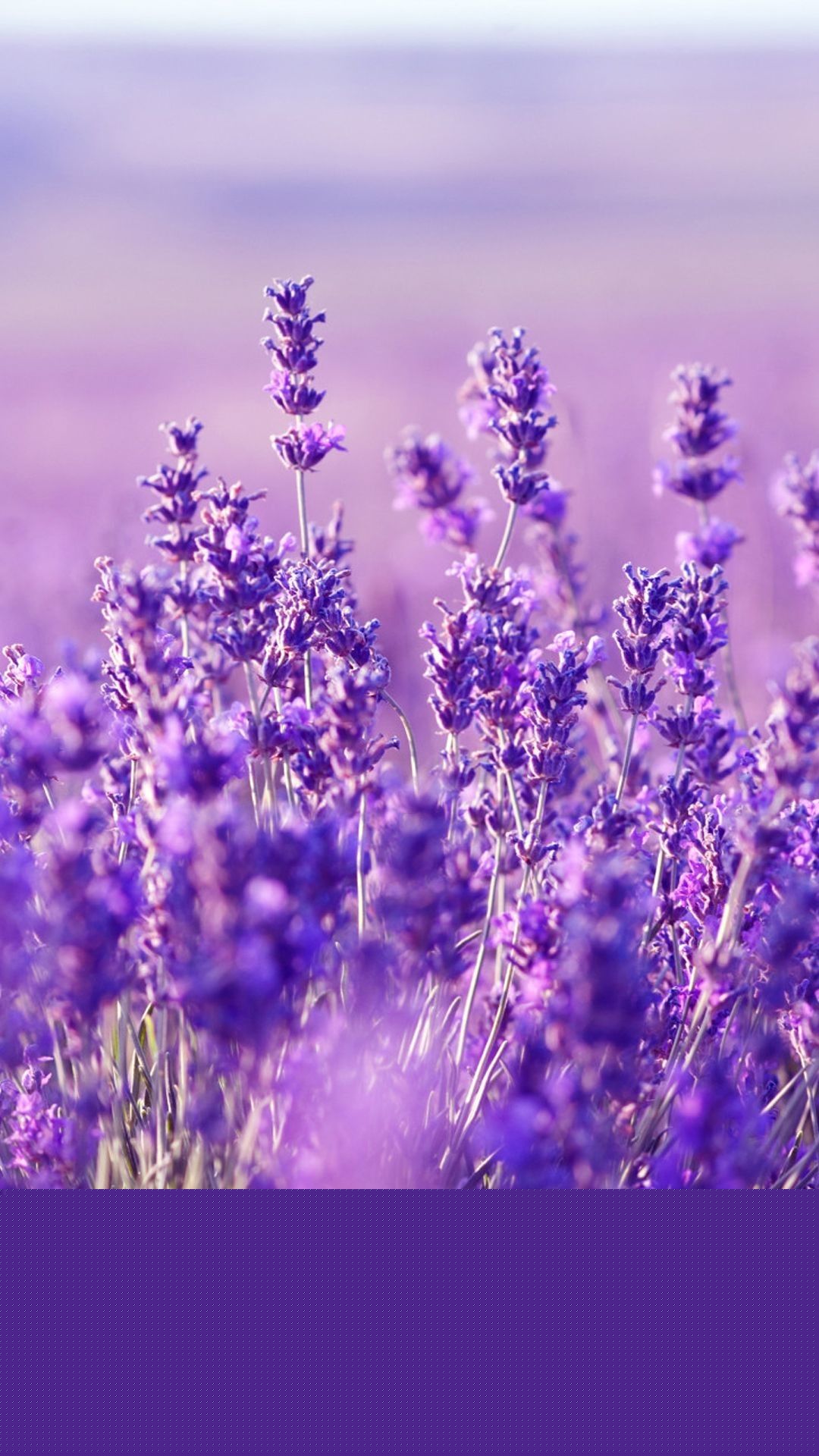 Más de 76 fondos de pantalla de Lavender