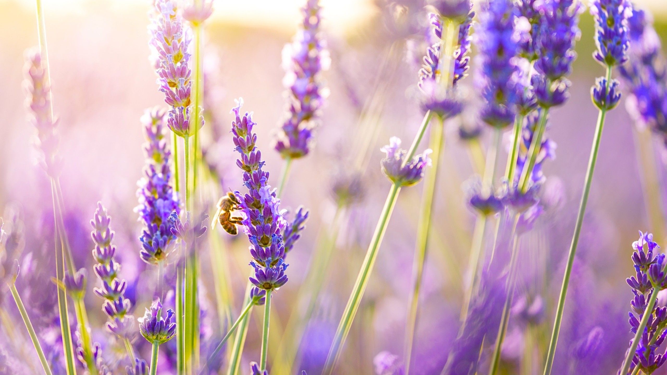 2560x1440 Flores de lavanda 1440P Resolución HD 4k Fondos de pantalla, Imágenes