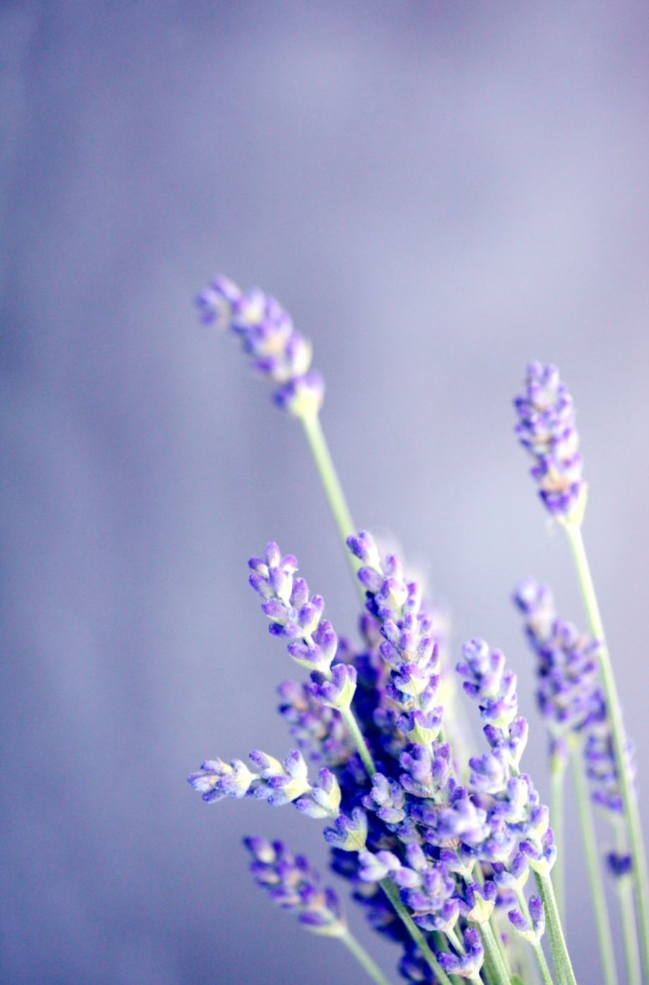 Flores de lavanda Fondos de pantalla | wimwauman