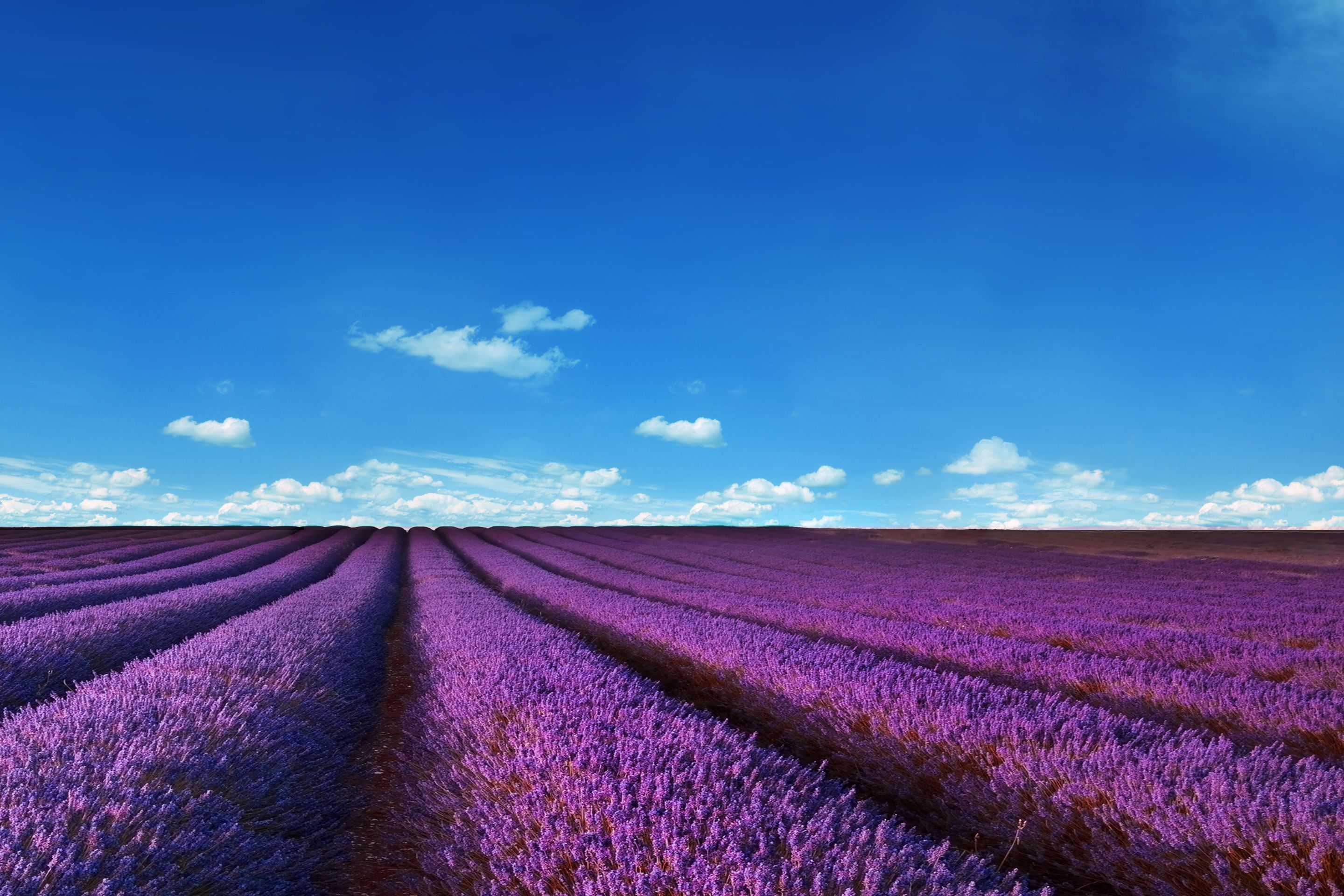 Campos de lavanda de fondo de pantalla, HD, Naturaleza, # 5810