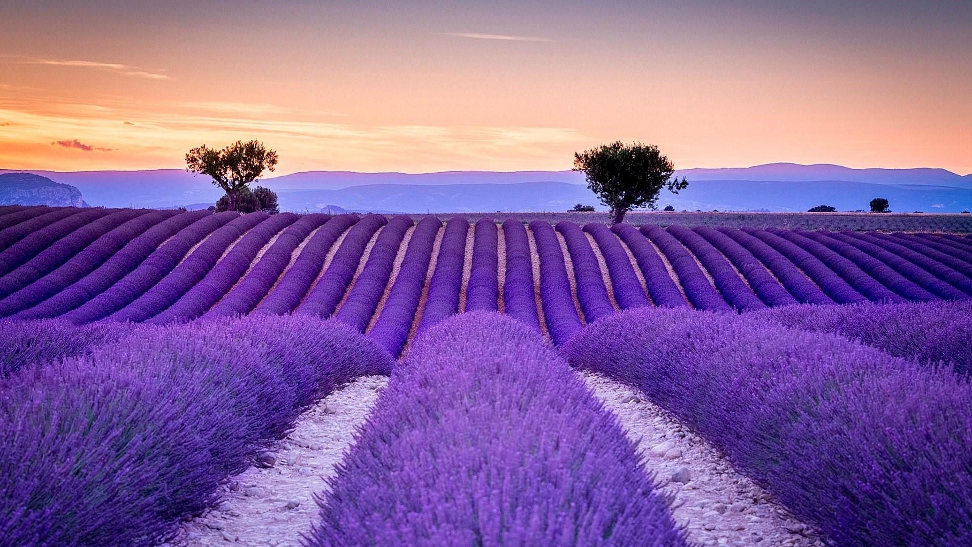 Más de 76 fondos de pantalla de Lavender