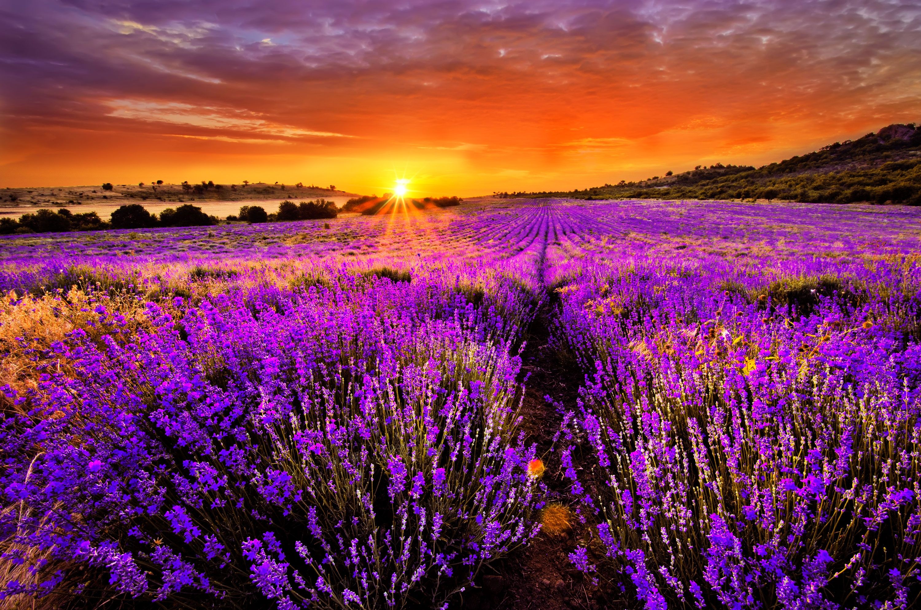 196 fondos de pantalla de lavanda HD | Imágenes de fondo