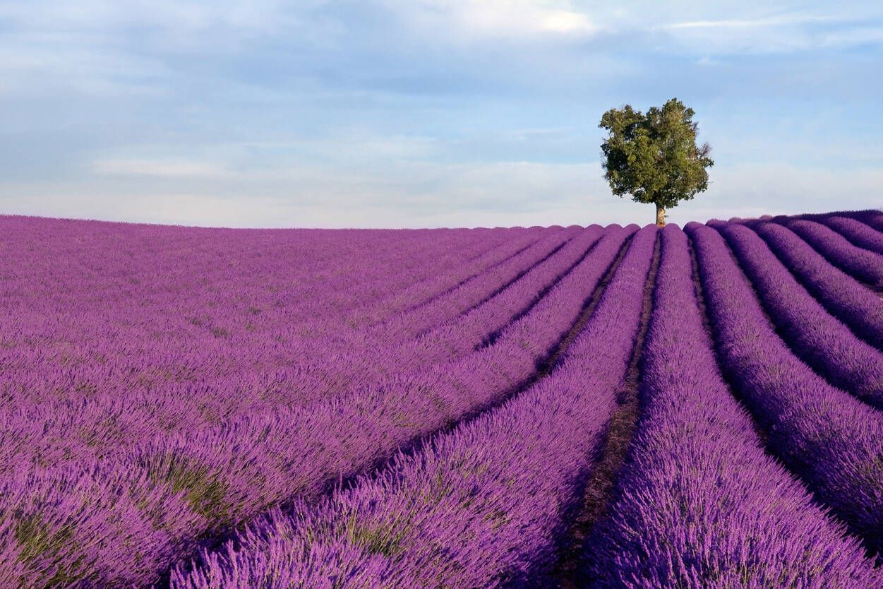 Livingwalls Photo fondo de pantalla «Lavender Field» 470299