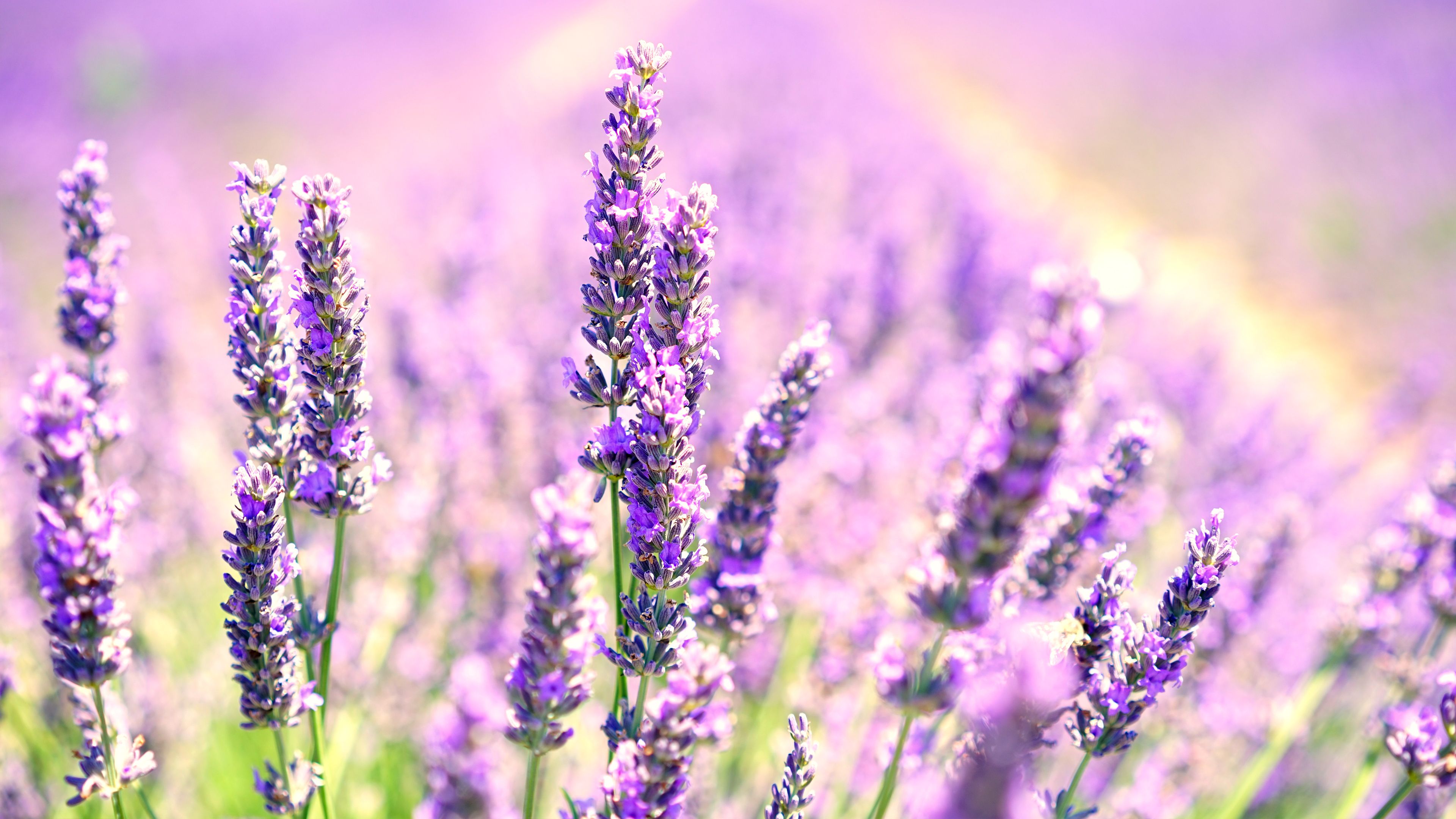 Lavender Blossoms Chromebook Wallpaper