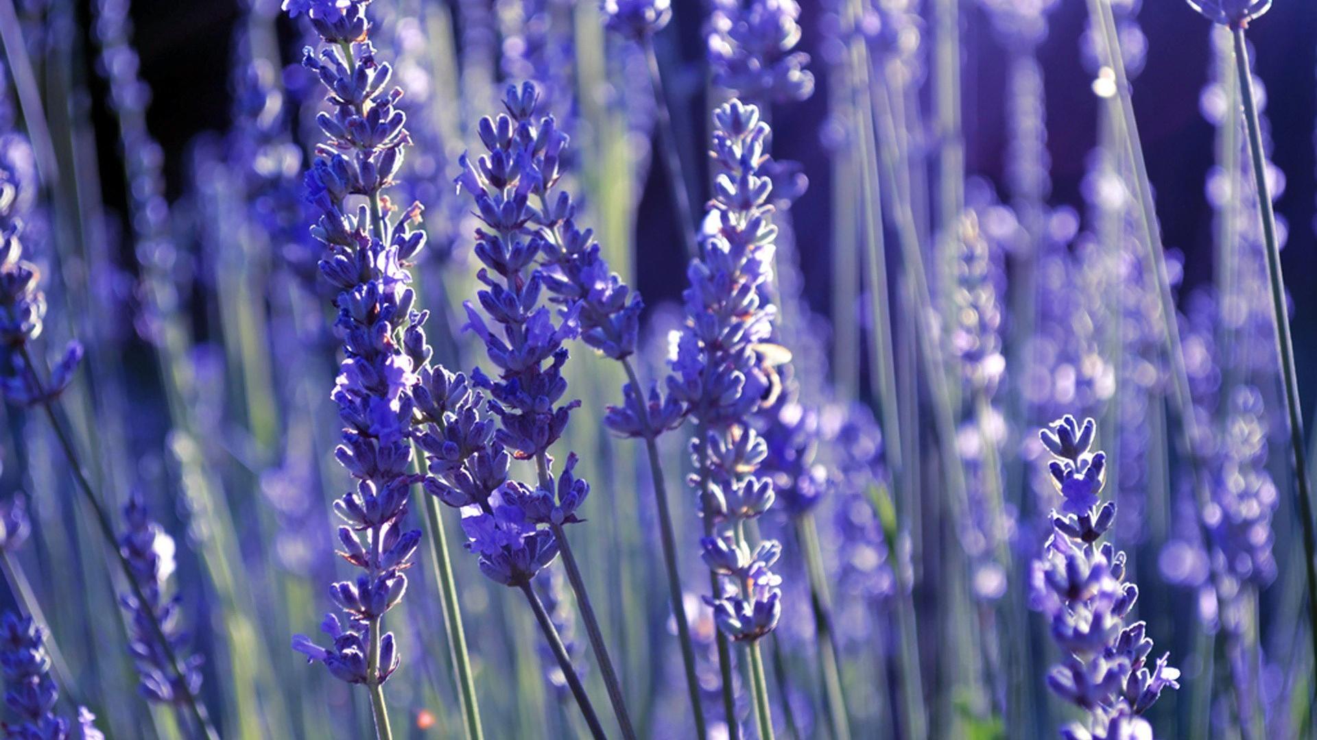 Fondo de pantalla de lavanda 1920x1080