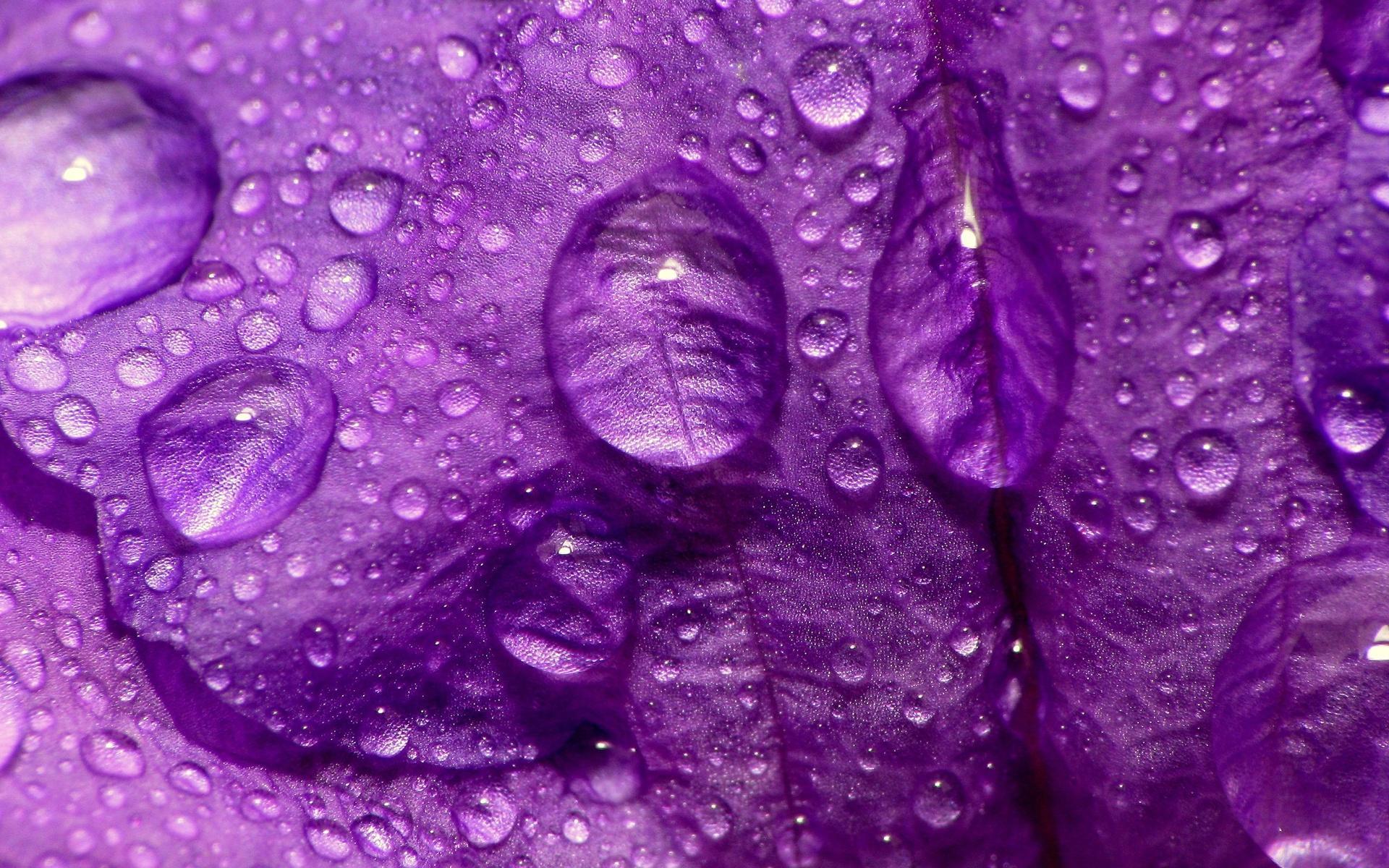 Lavender Wallpapers Fondos de pantalla 1920x1200