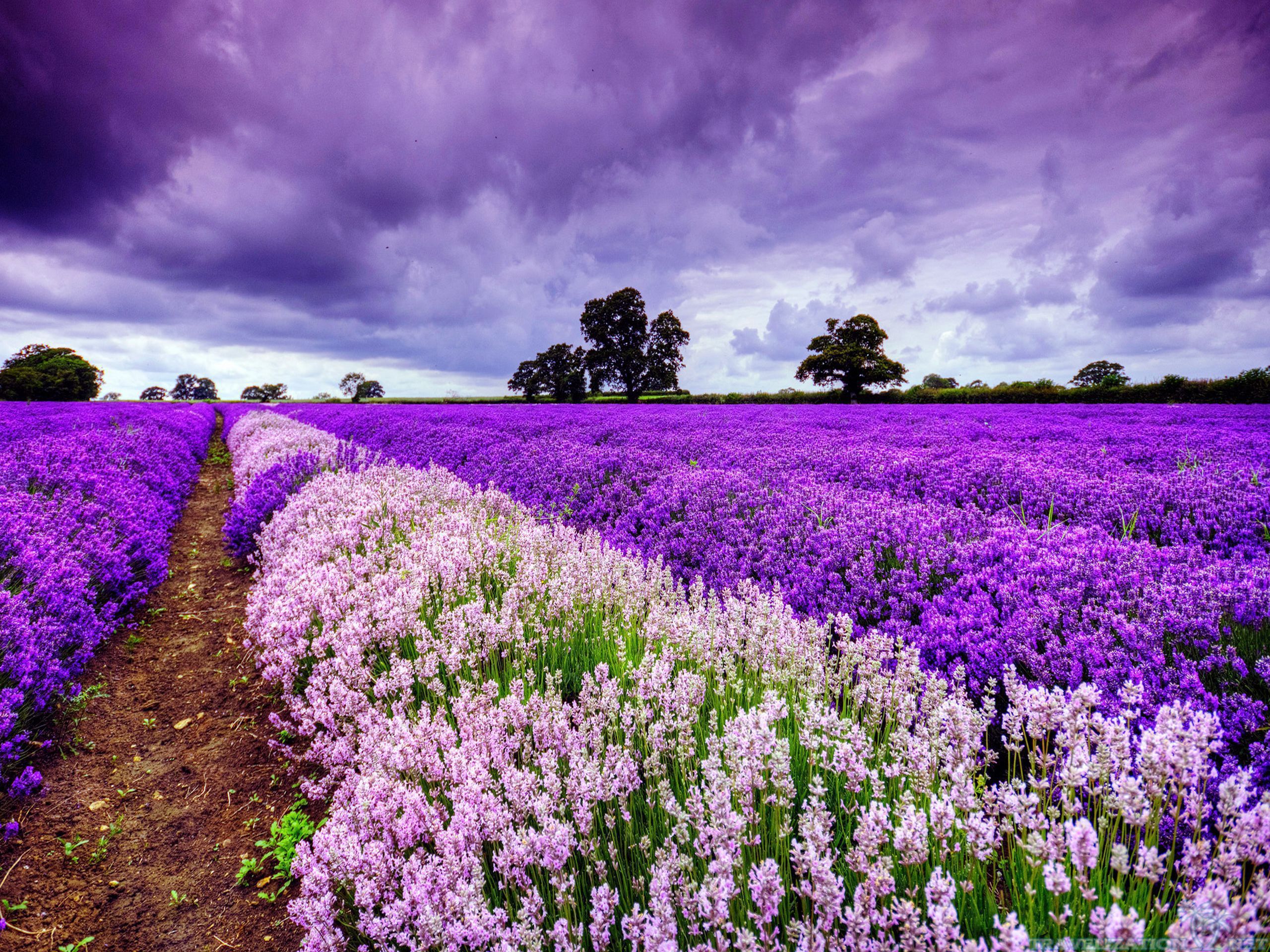 Lavanda fondos de pantalla imágenes fotos imágenes fondos