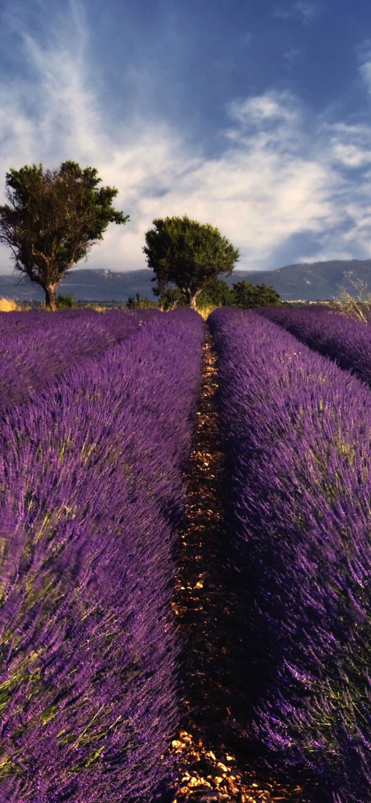 Paisaje de flores de lavanda | wallpaper.sc iPhone XS Max