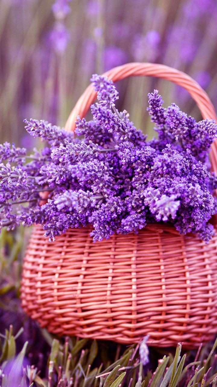 Romantic Lavender Wallpapers para Android - APK Descargar