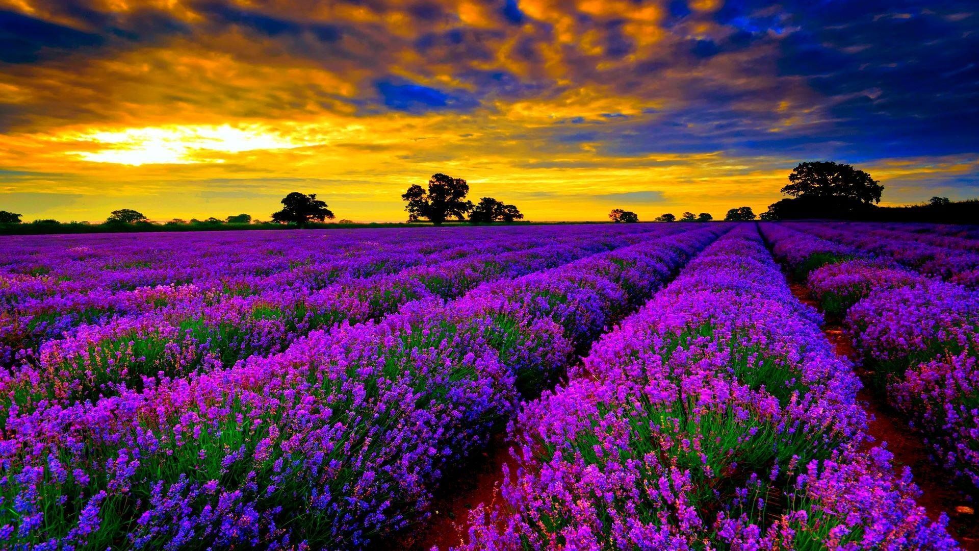 Más de 65 fondos de pantalla de Campos de lavanda en Francia - Descarga