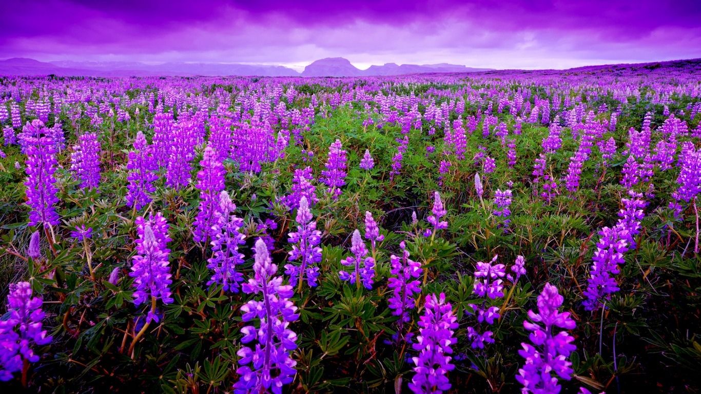 Lavender Wallpaper, Lavender Wallpapers (31+) | Descargar gratis en LL.GL