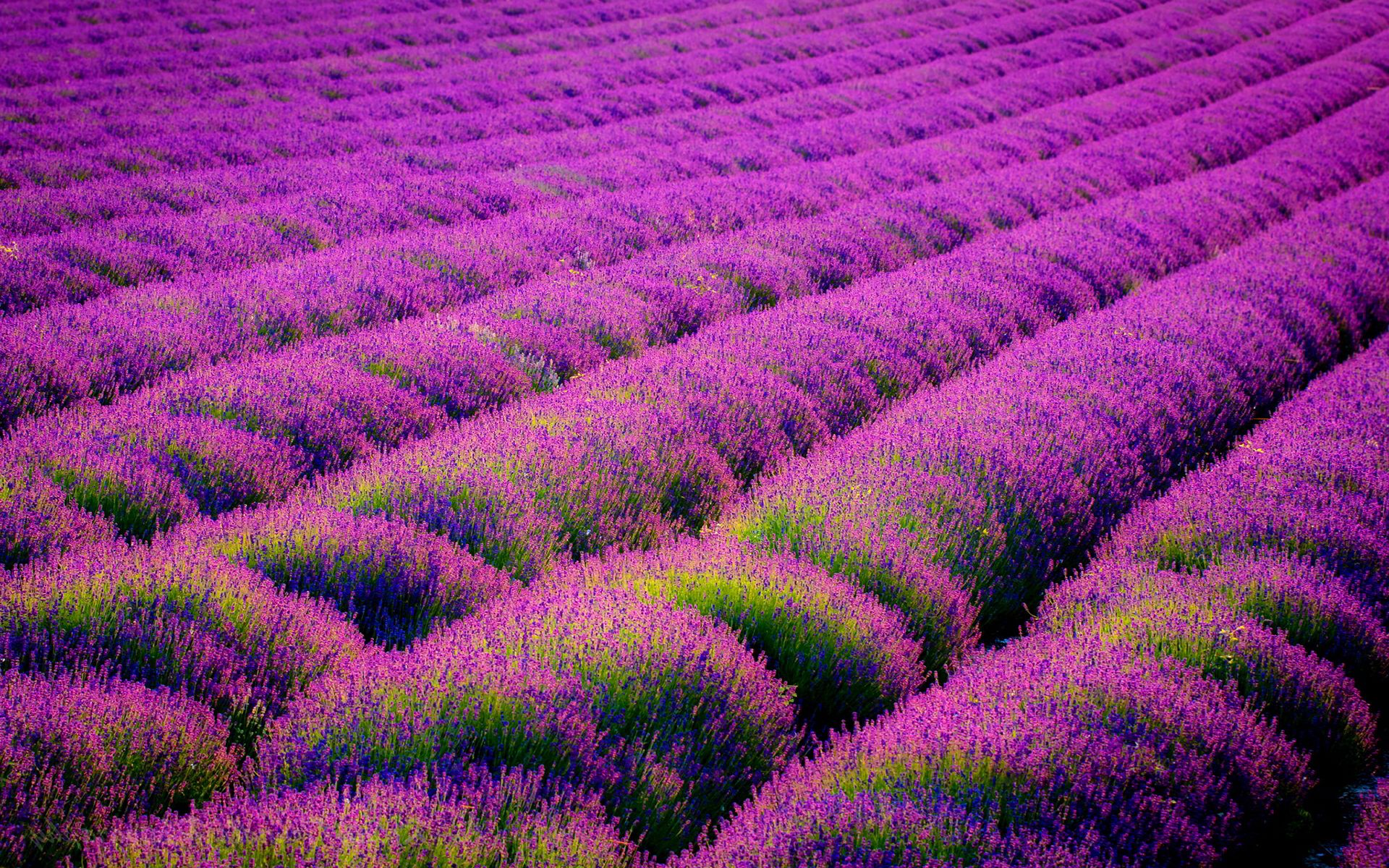 Lavender Wallpapers de alta calidad | Descargar gratis