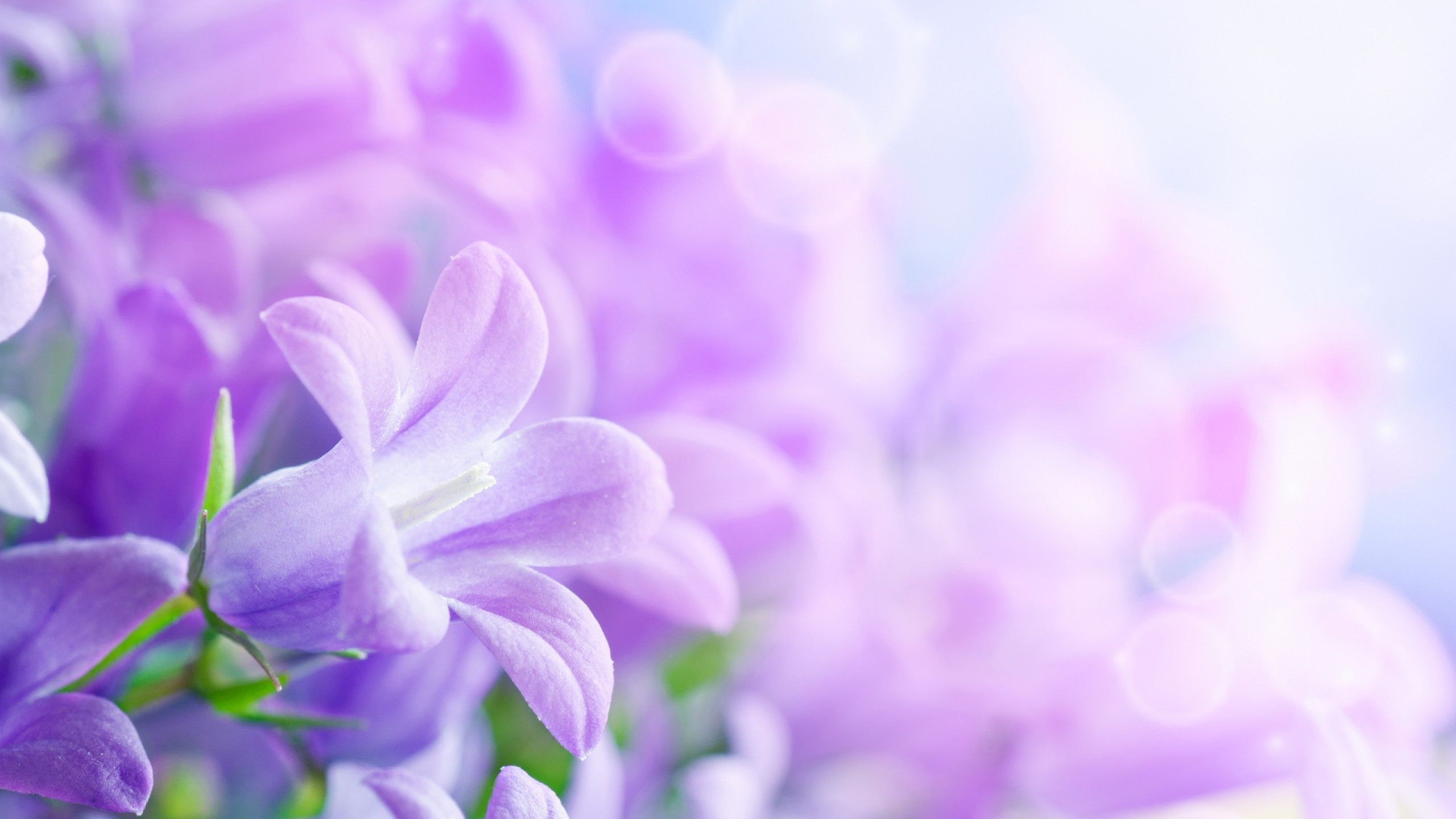 Lavender Color Wallpaper (56+ fotos)