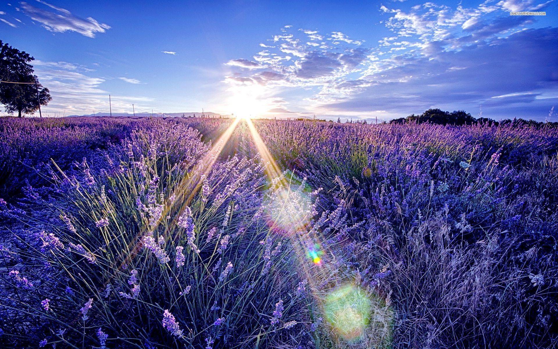 Imagen de lavanda - descarga en digitalimagemakerworld.com sin cargo
