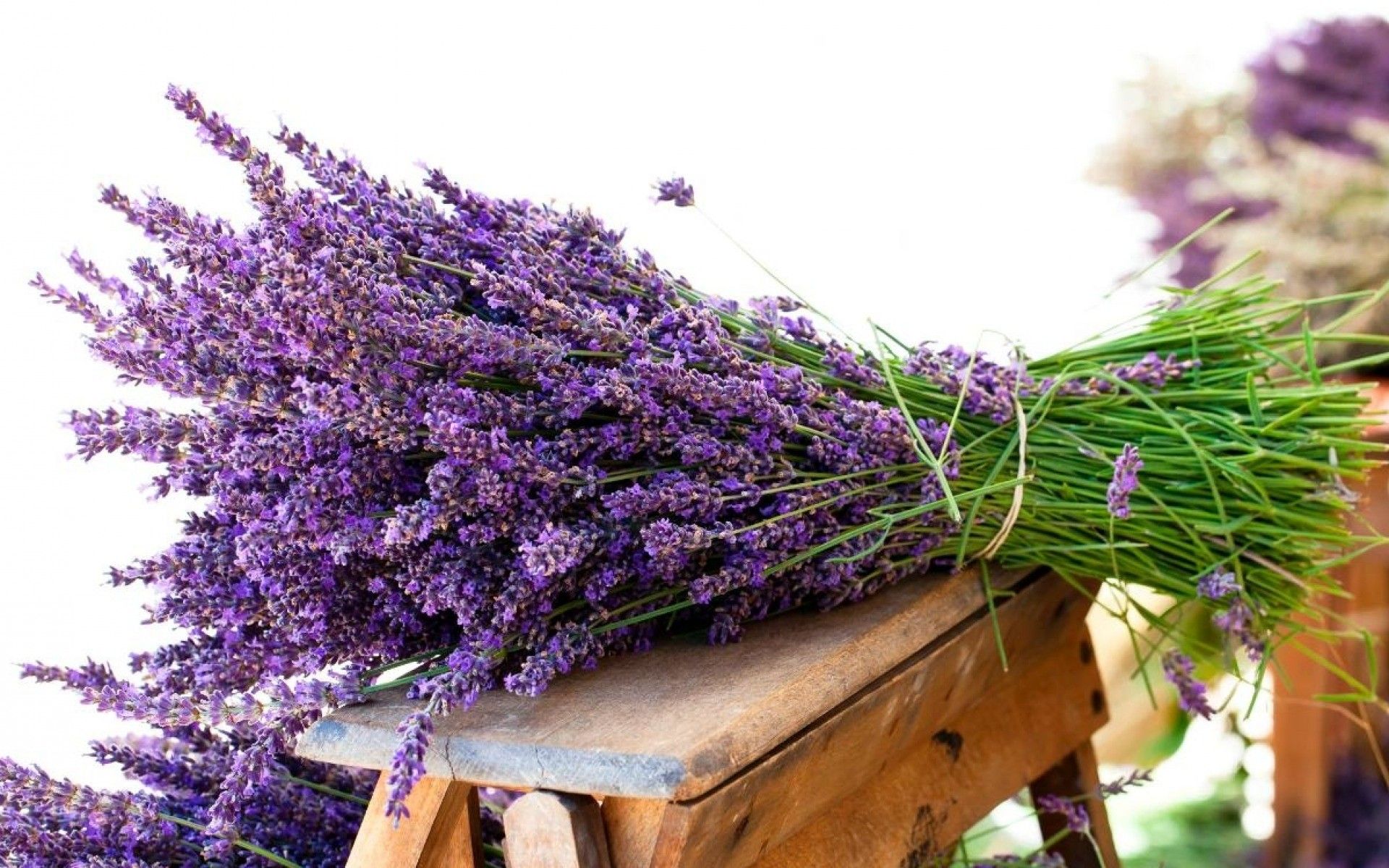 Fondos de lavanda (más de 71 imágenes de fondo)