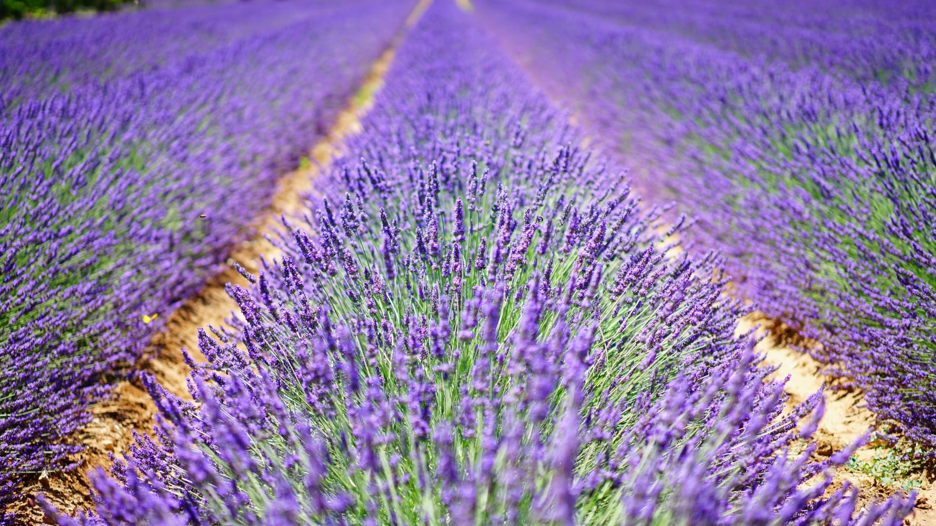 Lavender Wallpaper 26 - 5120 X 3200 | stmed.net