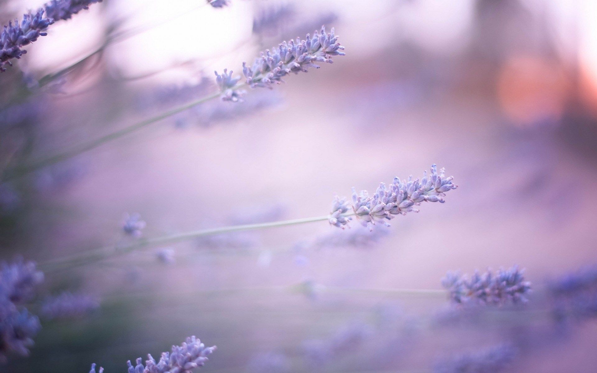 lavanda fondo de pantalla hd - Fondos de pantalla HD | 4k HD