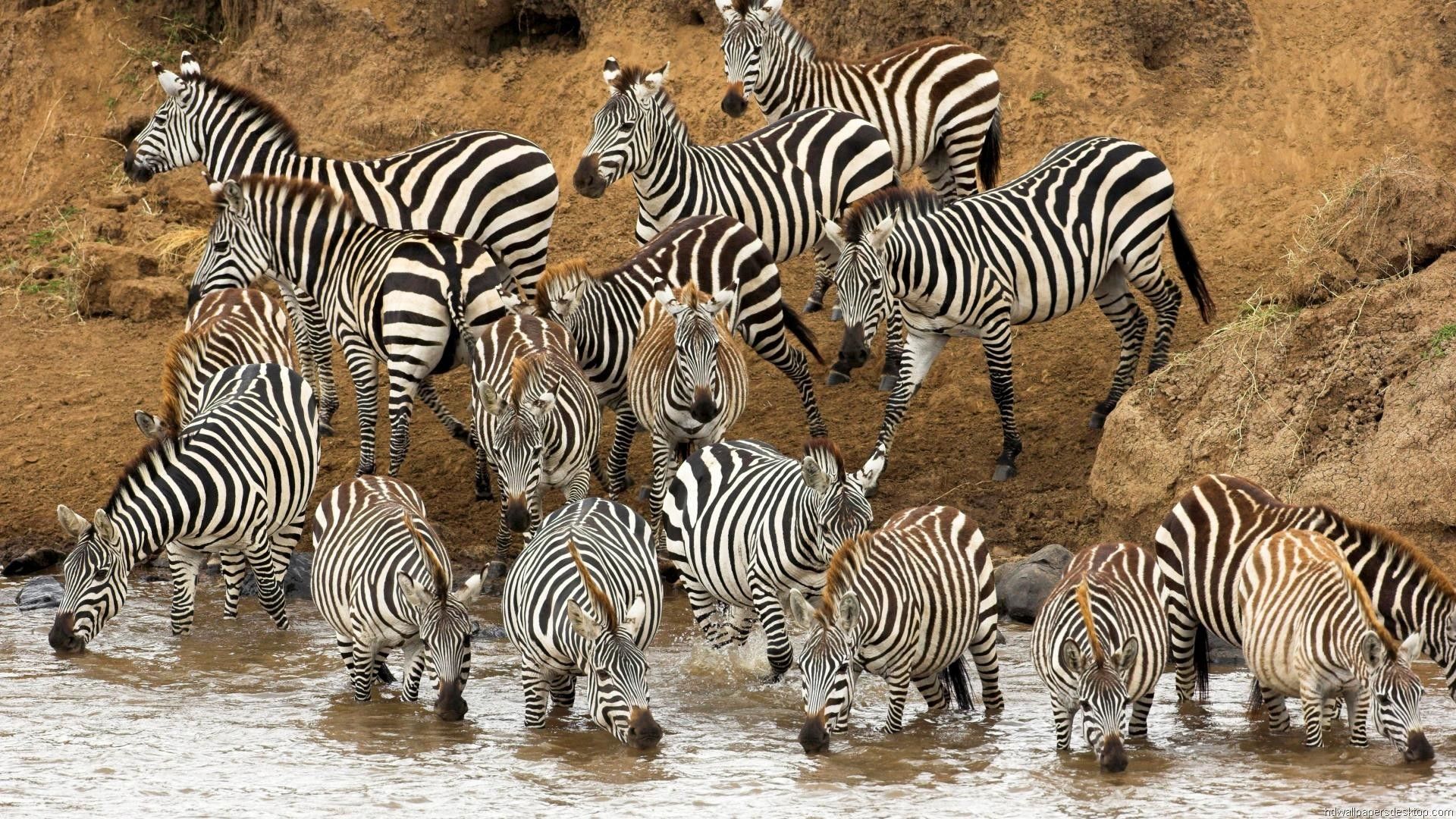 Tragamonedas con tema de animales en Vavada