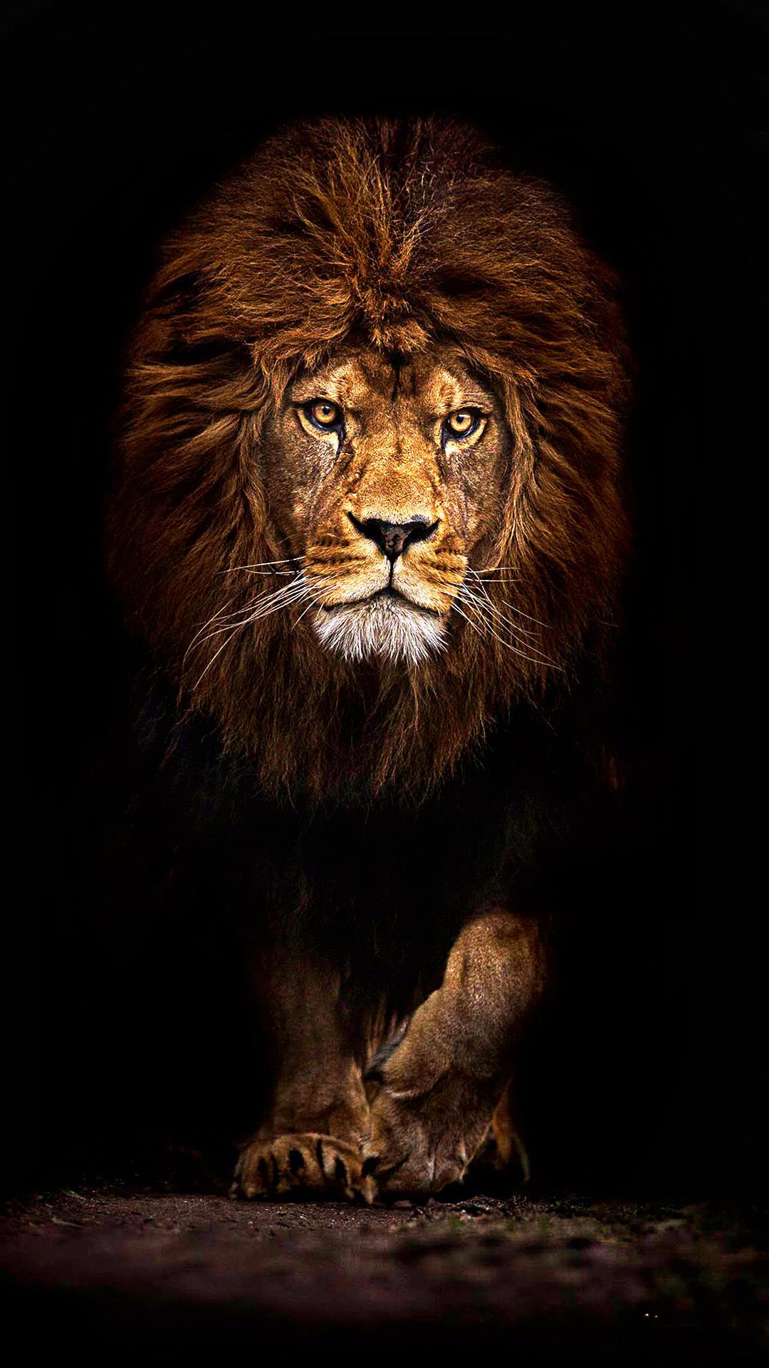 Más de 74 fondos de pantalla de Lion Iphone