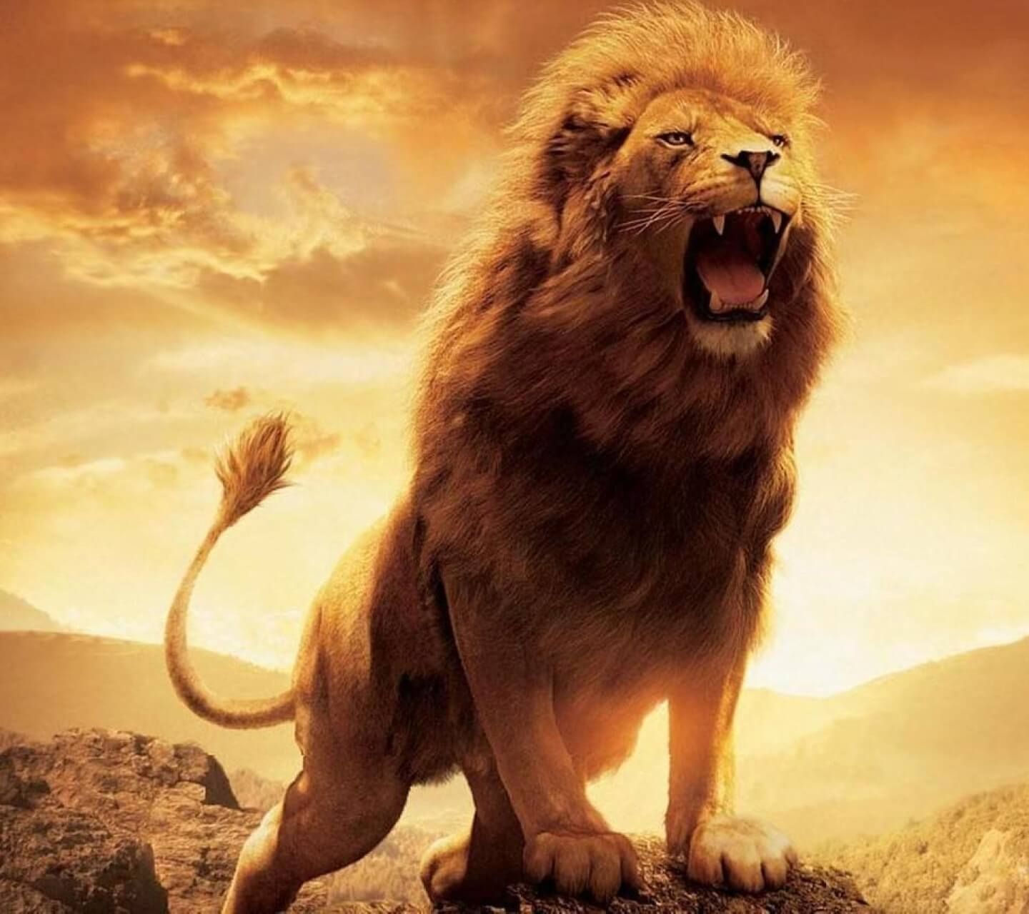 Lion HD Wallpapers Fondos de pantalla Fondos 1920 × 1080 Imagen de un león