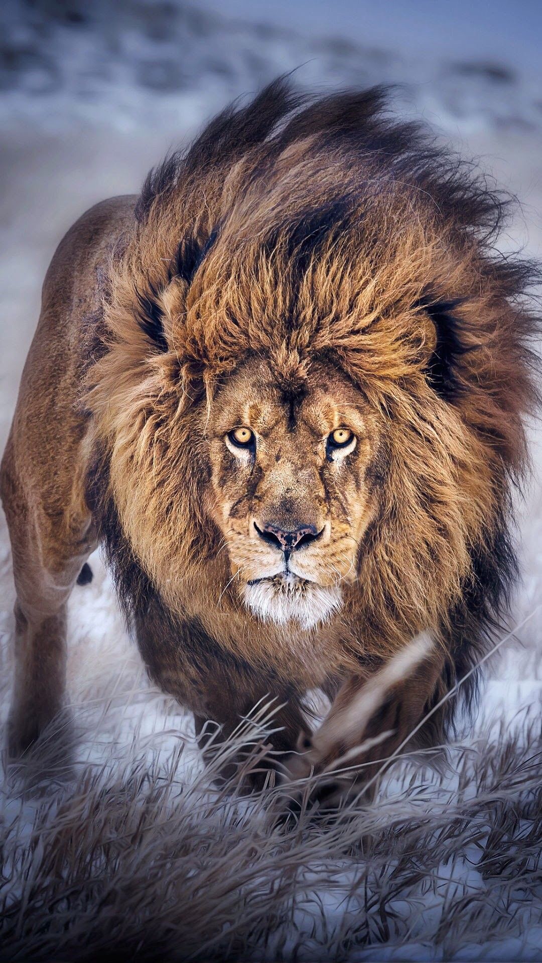 Fondo de pantalla de iPhone de Lion (más de 79 imágenes)