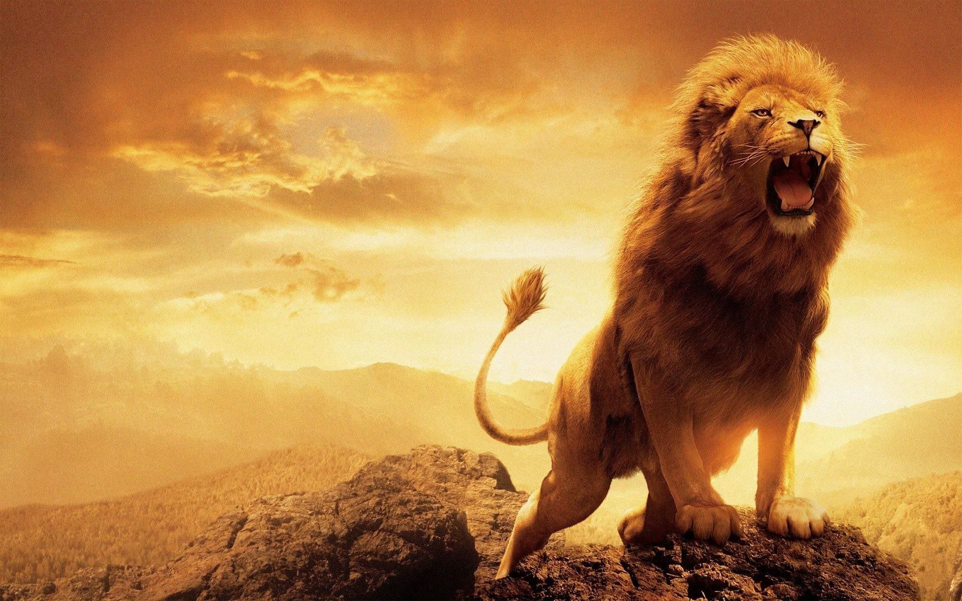 Descargar Lion Wallpaper 4k (31+) - Fondo de pantalla gratuito para tu pantalla.
