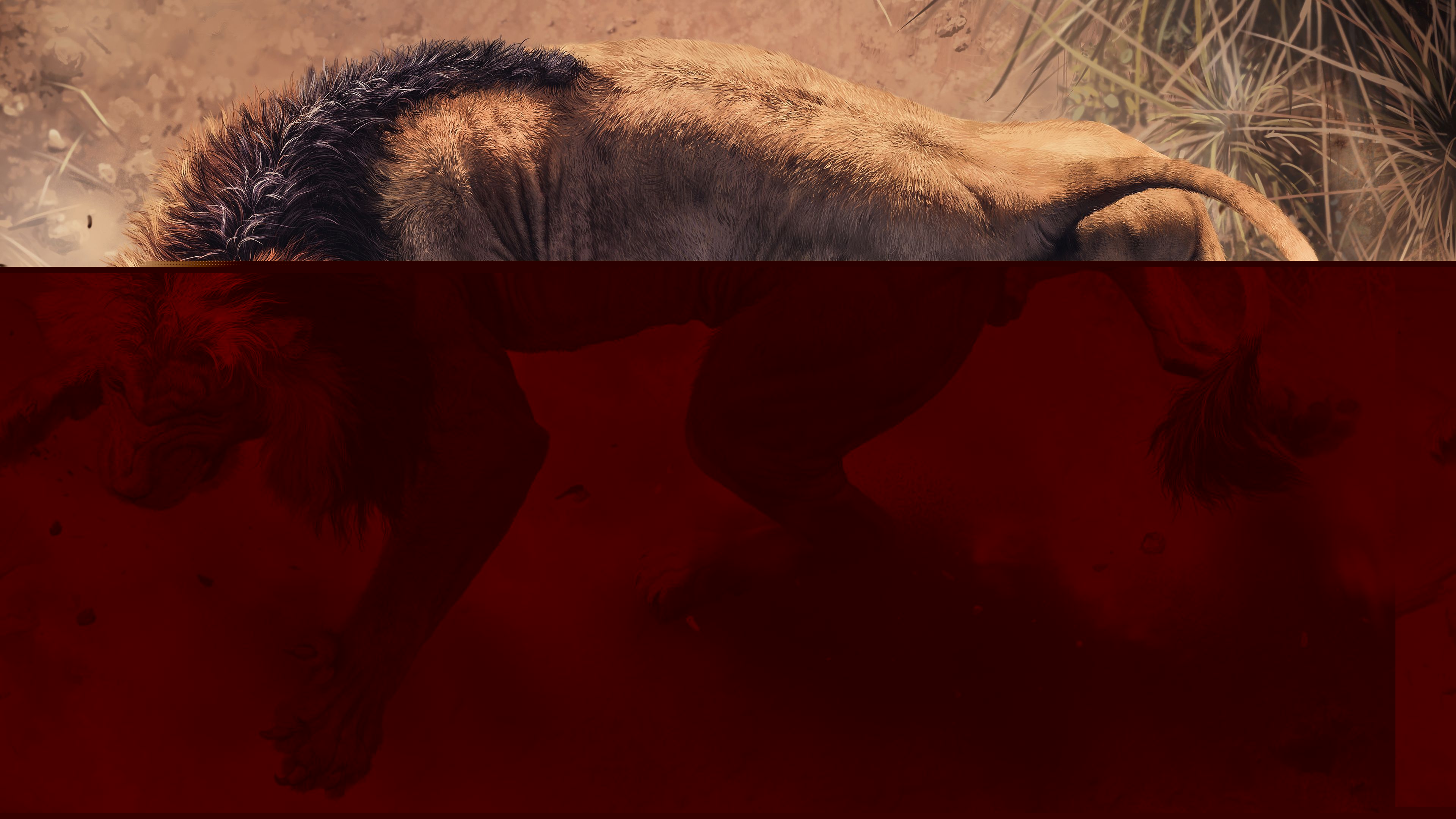 Wild African Lion 4K Fondos de pantalla | HD Wallpapers | ID # 27831