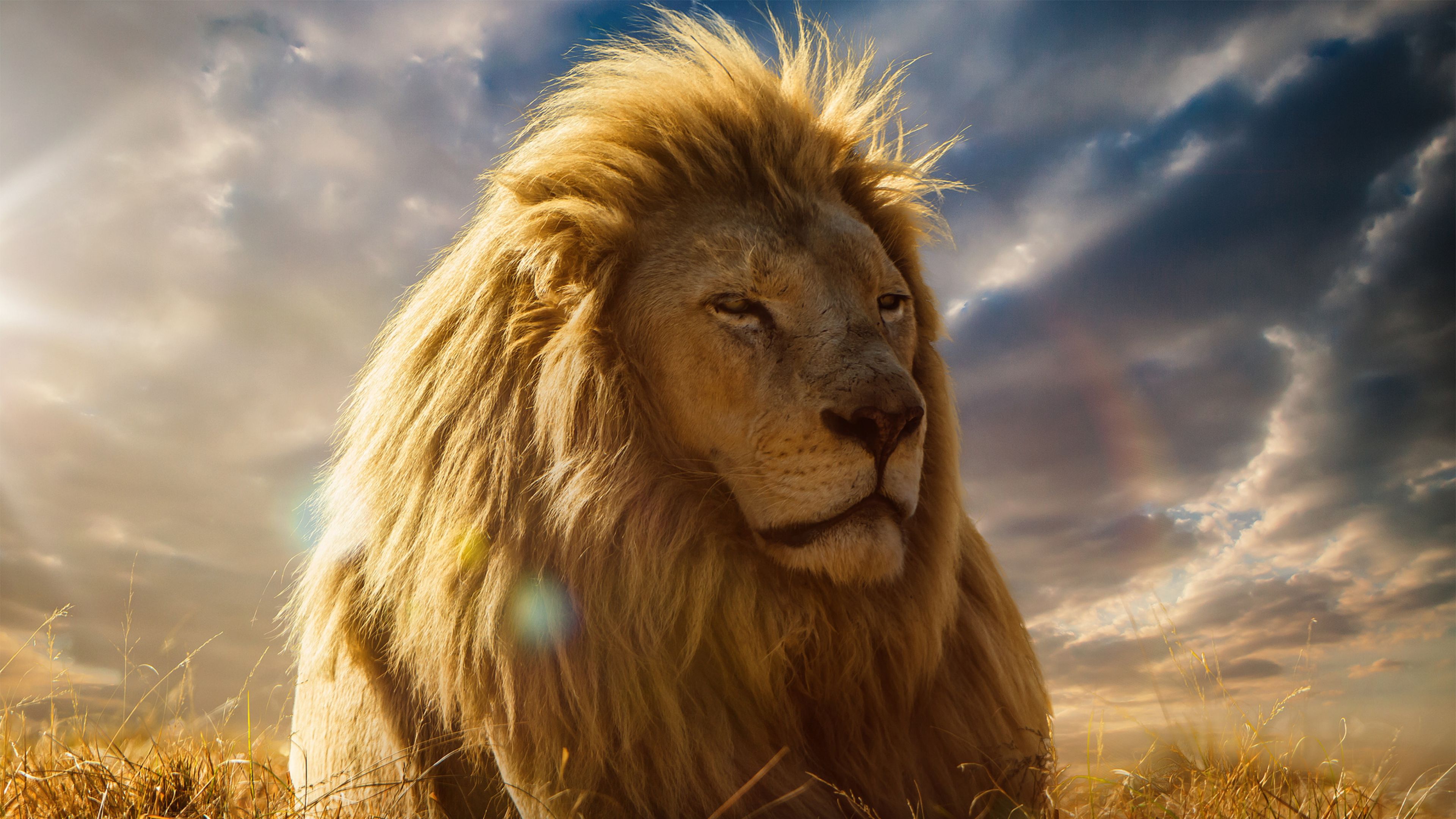 Lion HD Wallpapers
