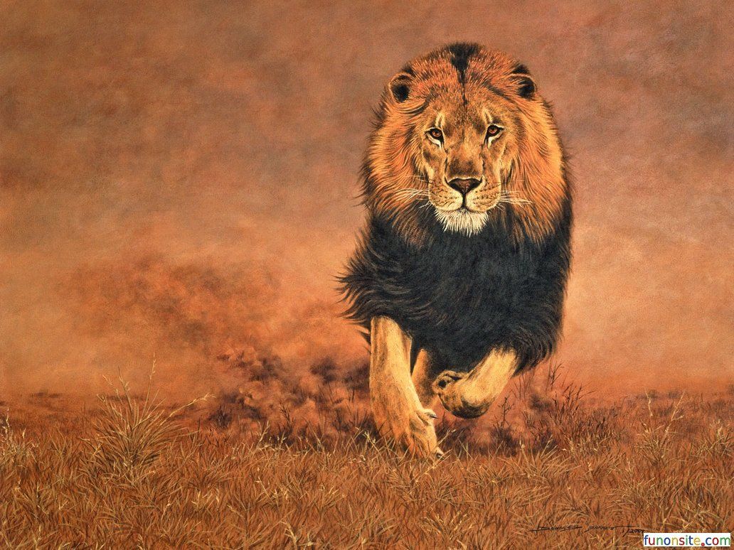 Awesome Lion Wallpaper Hd, 36 fondos de pantalla de Lion Hd de alta calidad | Completo
