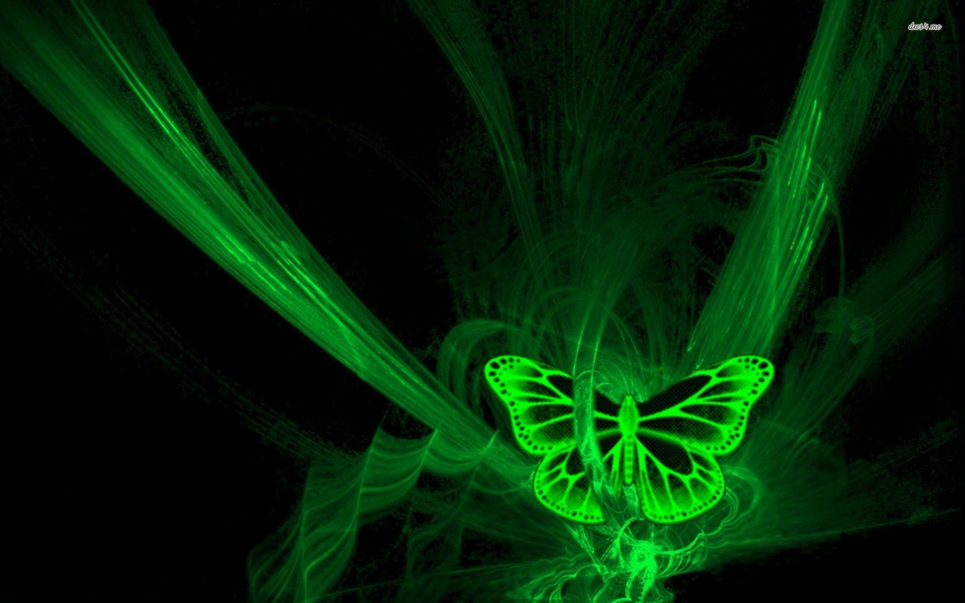 Fondos de mariposa verde - Los mejores fondos de mariposa verde gratis