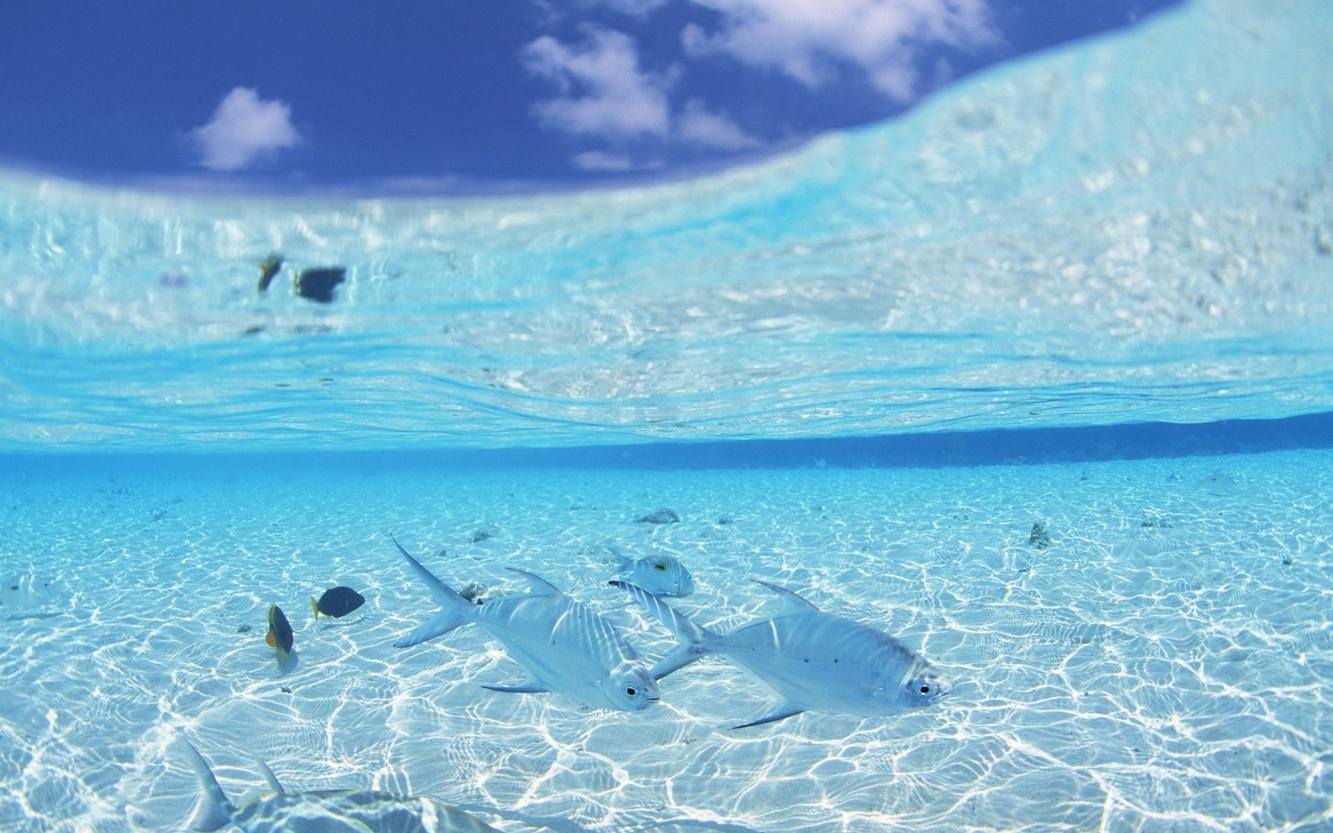 Más de 73 fondos de pantalla de Aquamarine