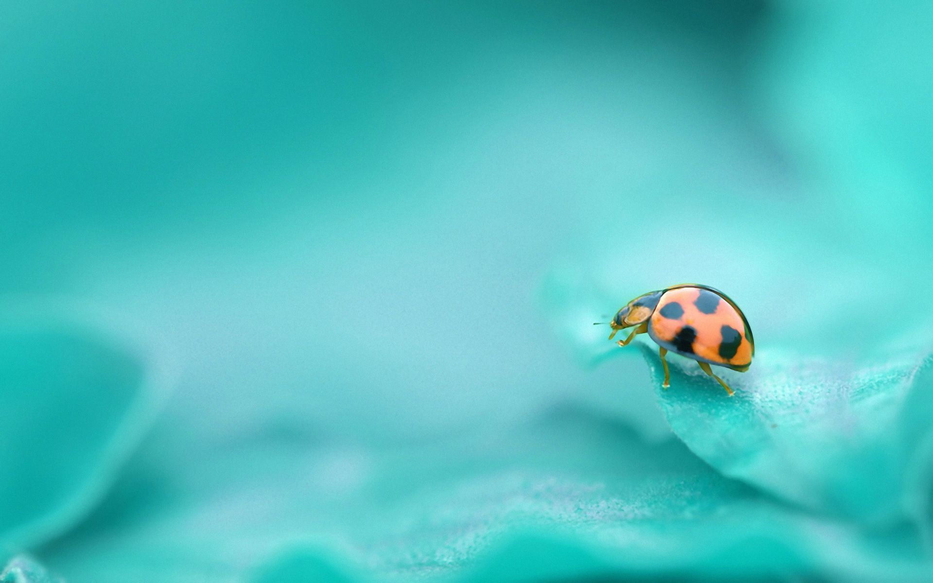 Cute Wallpapers - Top Cute Cute Backgrounds - WallpaperAccess