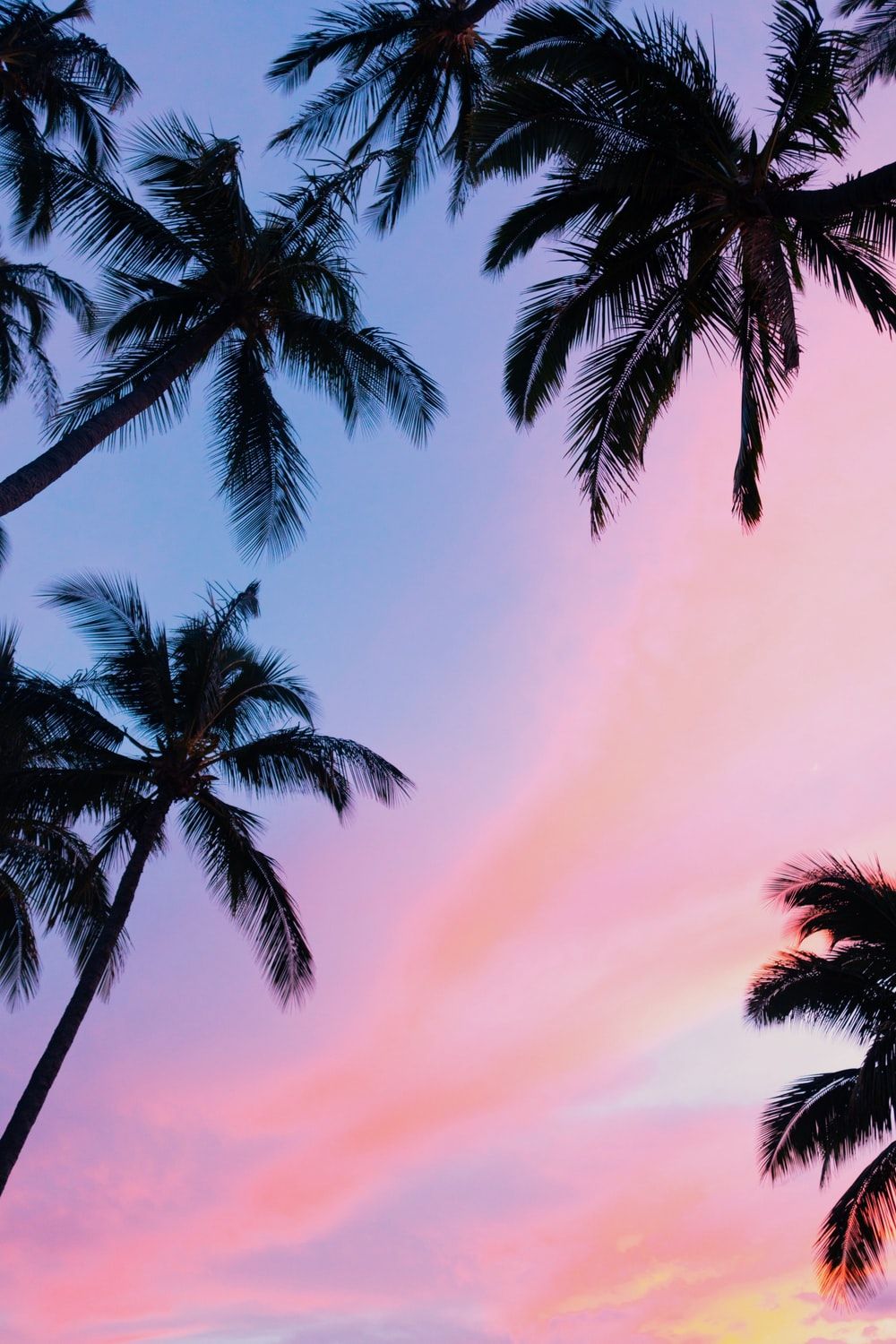 Más de 20 fotos de palmeras [HD] | Descargar imágenes gratis