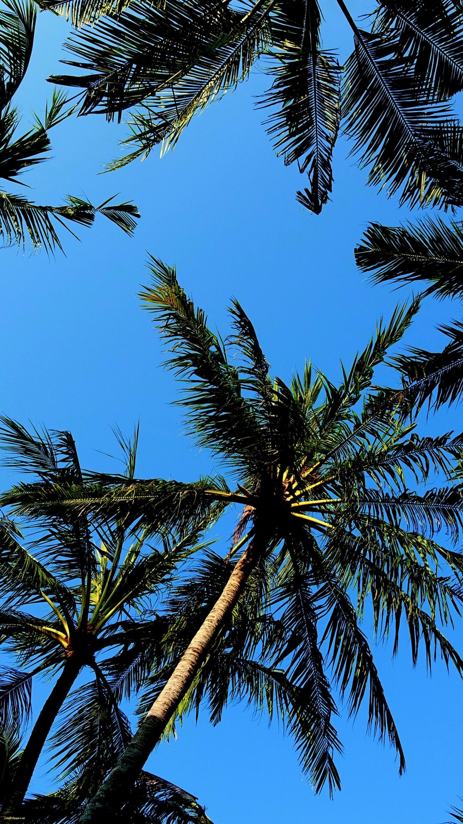 Más de 60 fondos de pantalla de Palm Tree