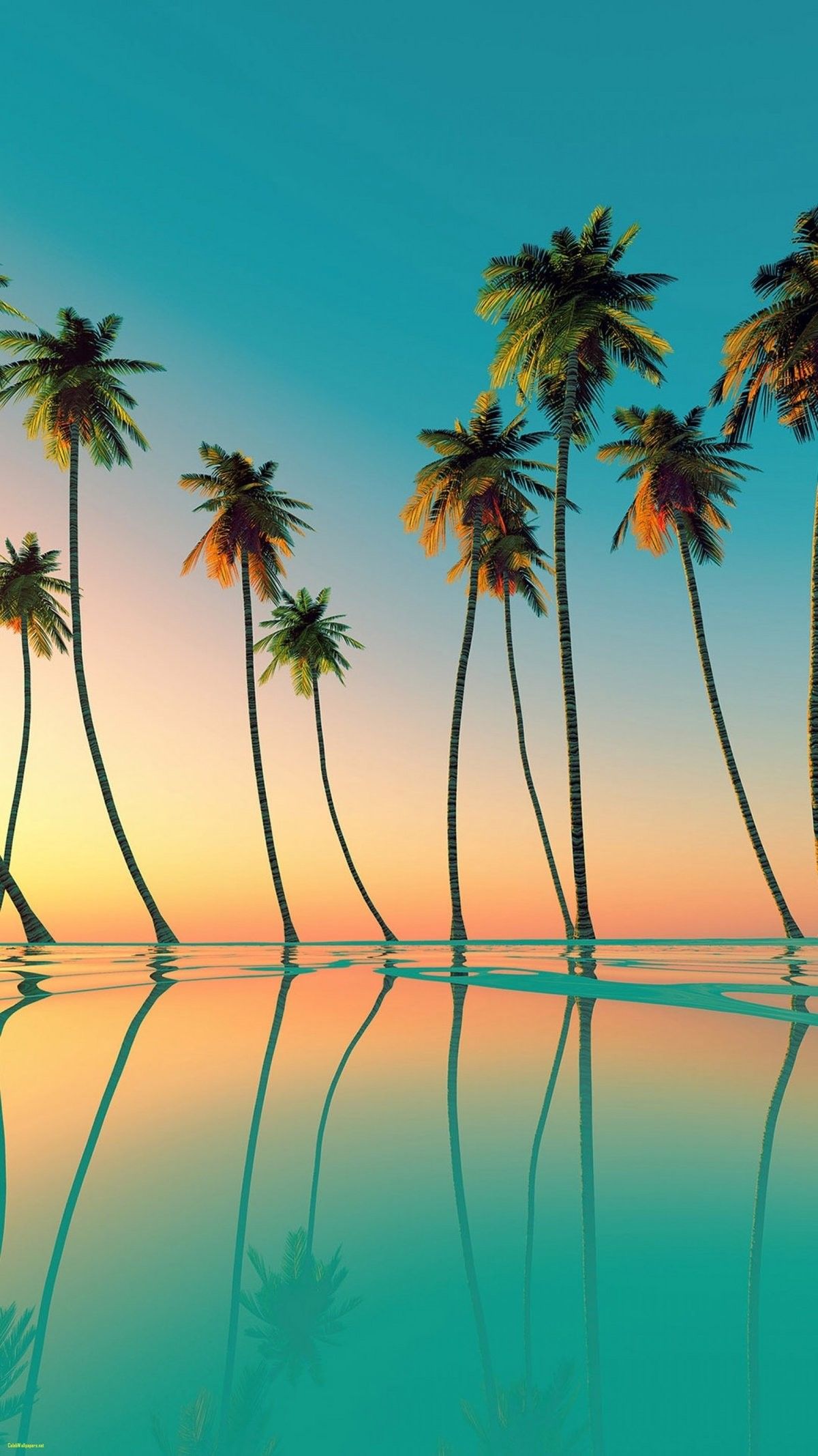 Más de 60 fondos de pantalla de Palm Tree