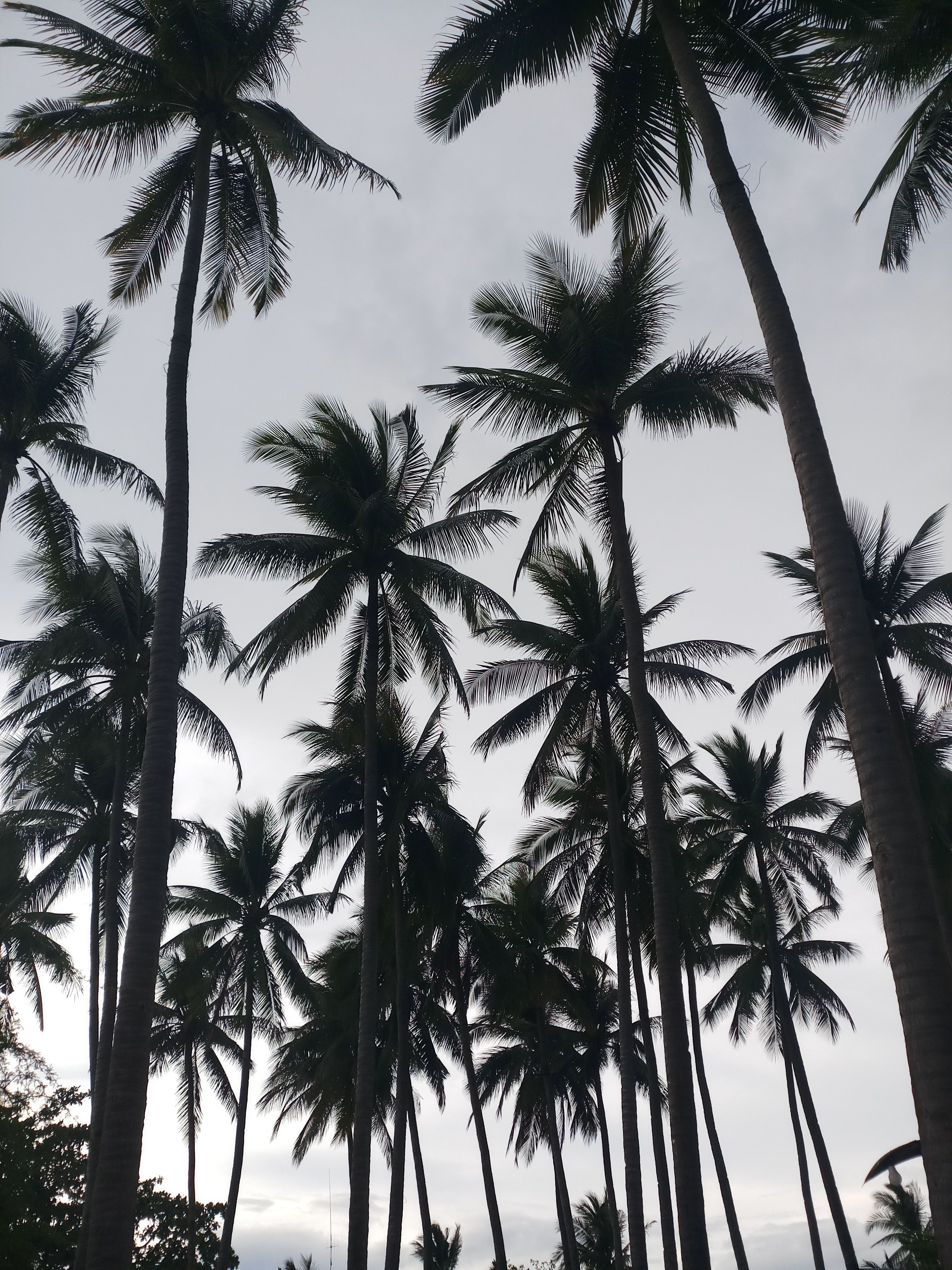 Palm Trees Wallpapers