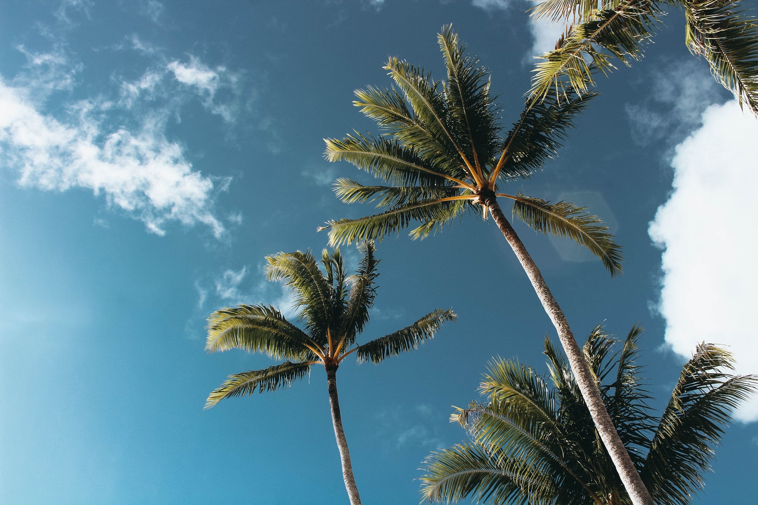 California Palm Trees Wallpaper para descarga gratuita en HD