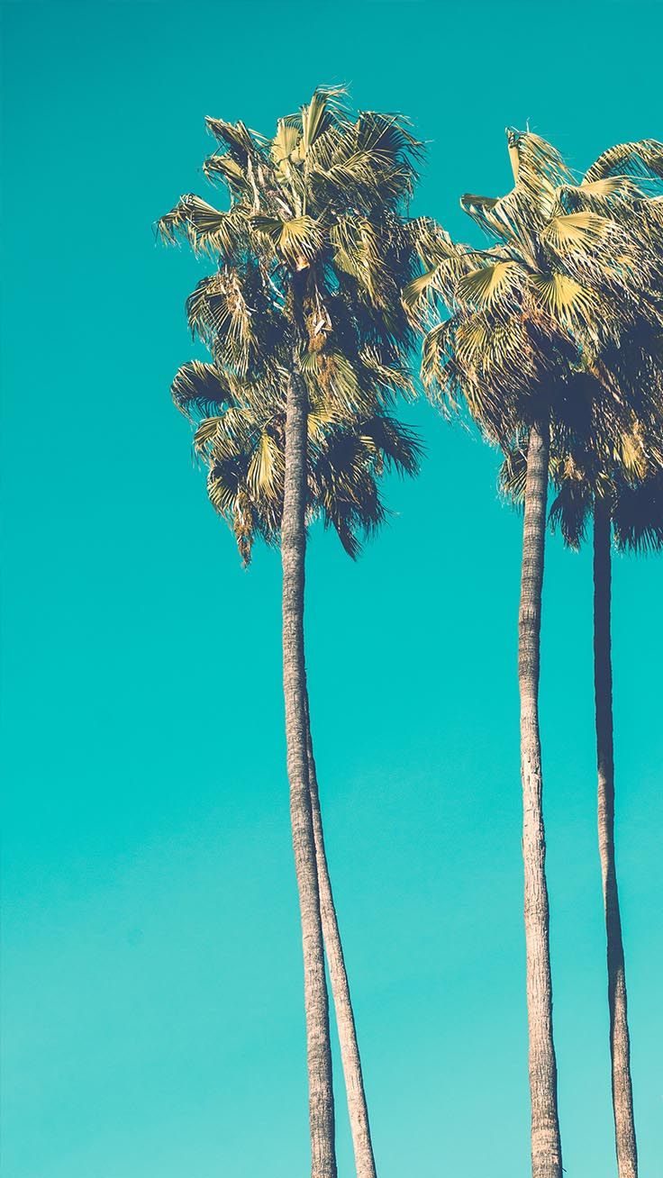 Fondo de pantalla de  736x1308