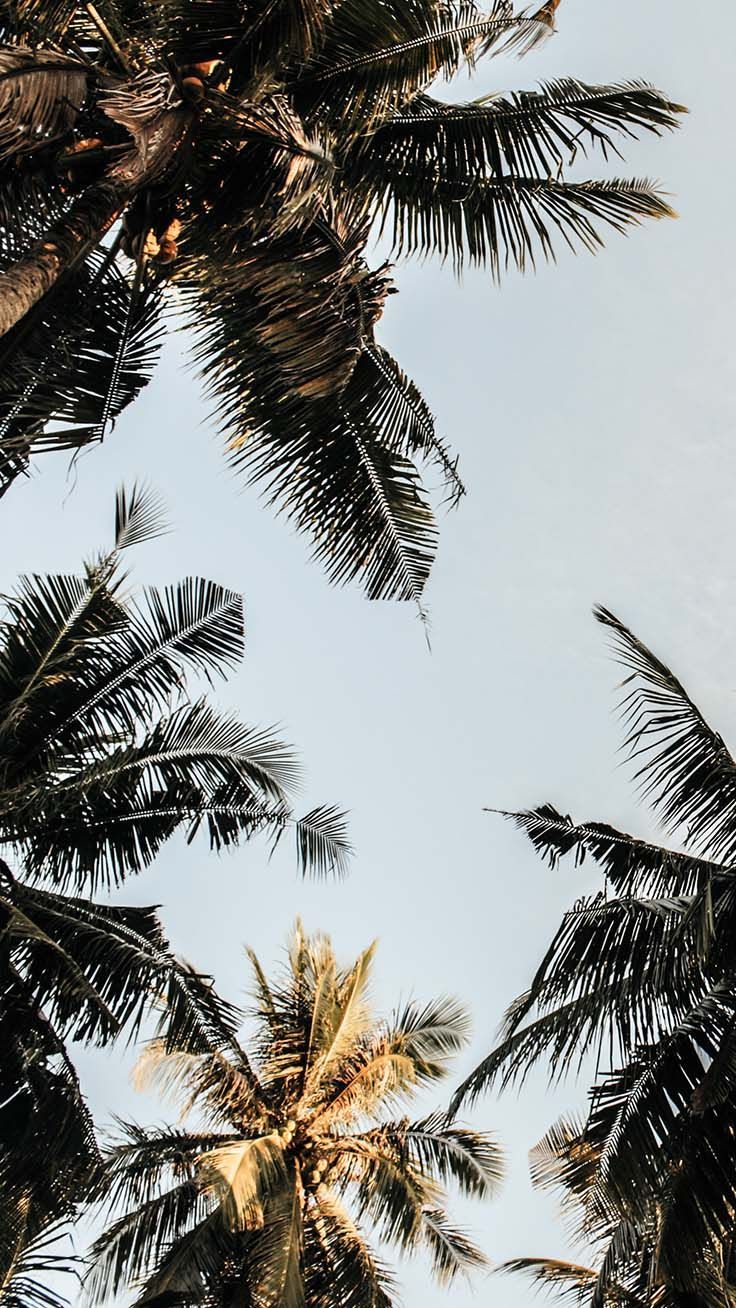 Fondo de pantalla de  736x1308