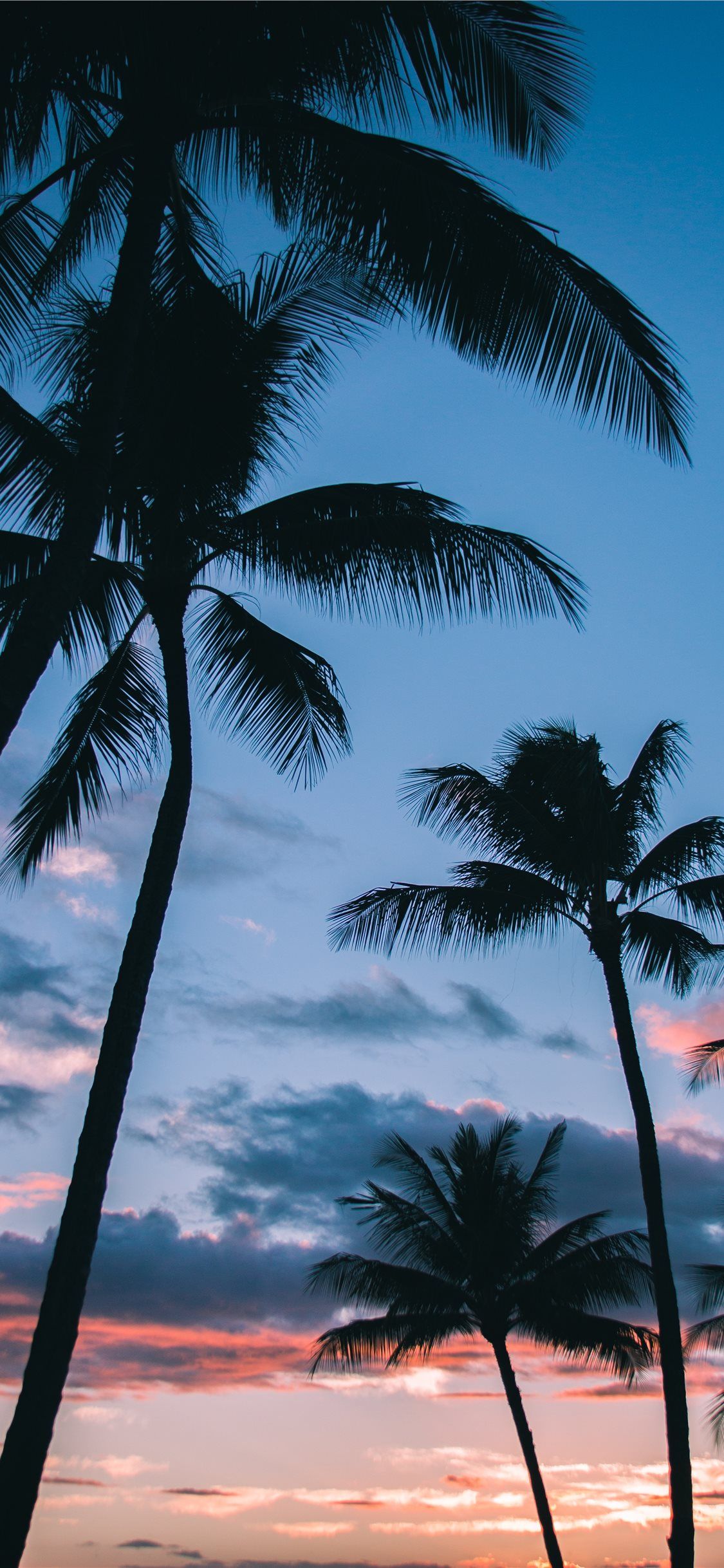Palmeras En El Paraíso Iphone 8 Wallpaper - Palm Tree Wallpaper