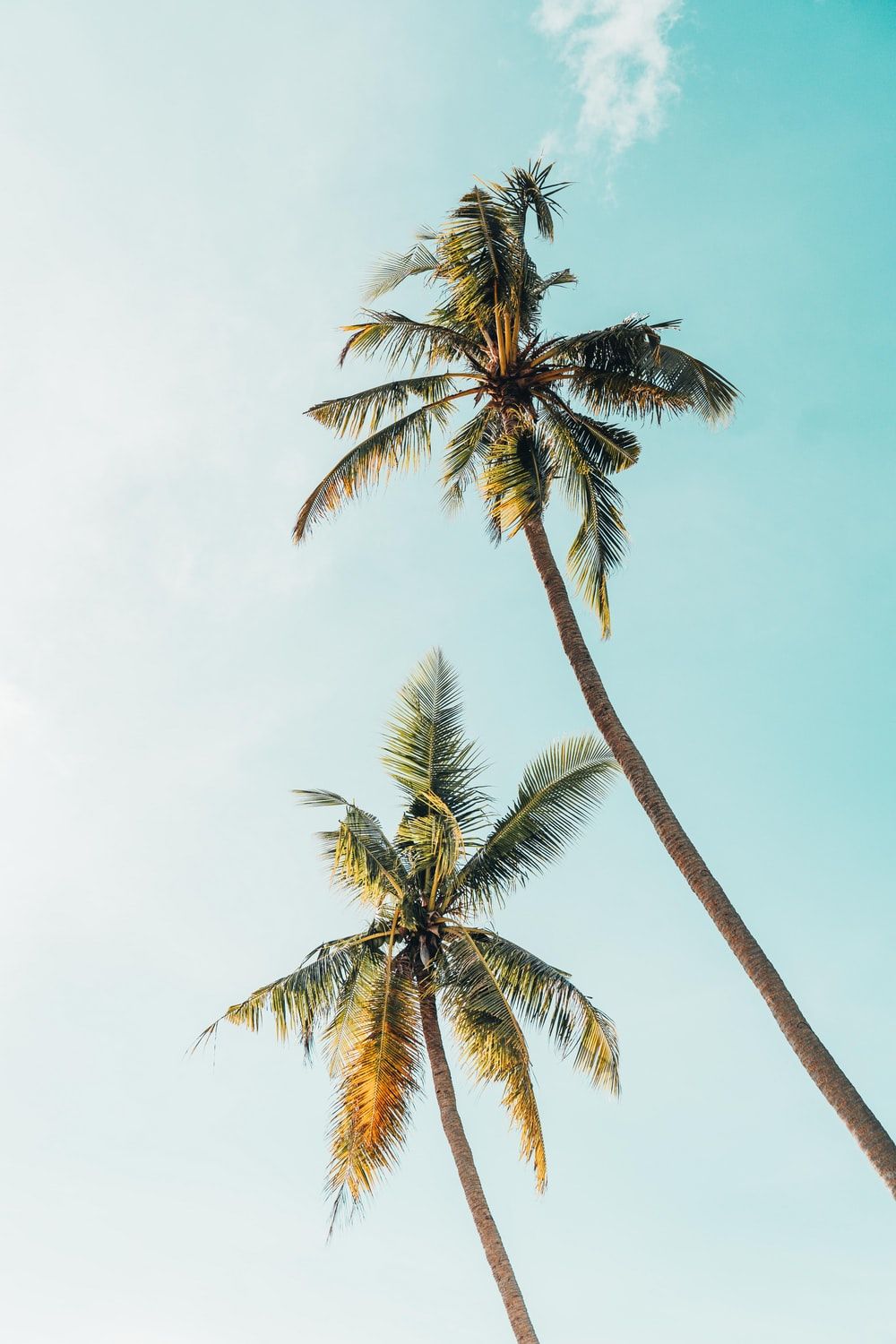 Más de 20 fotos de palmeras [HD] | Descargar imágenes gratis