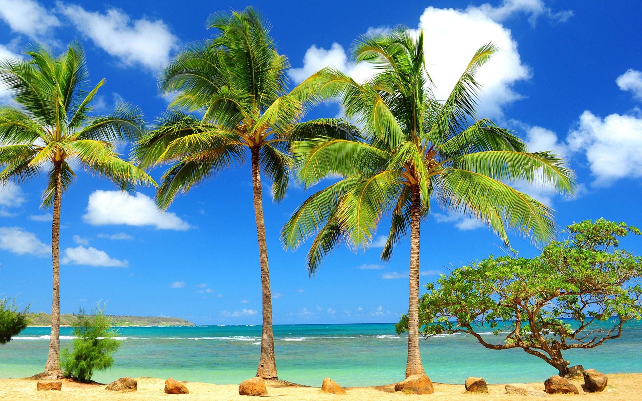 Más de 60 fondos de pantalla de Palm Tree