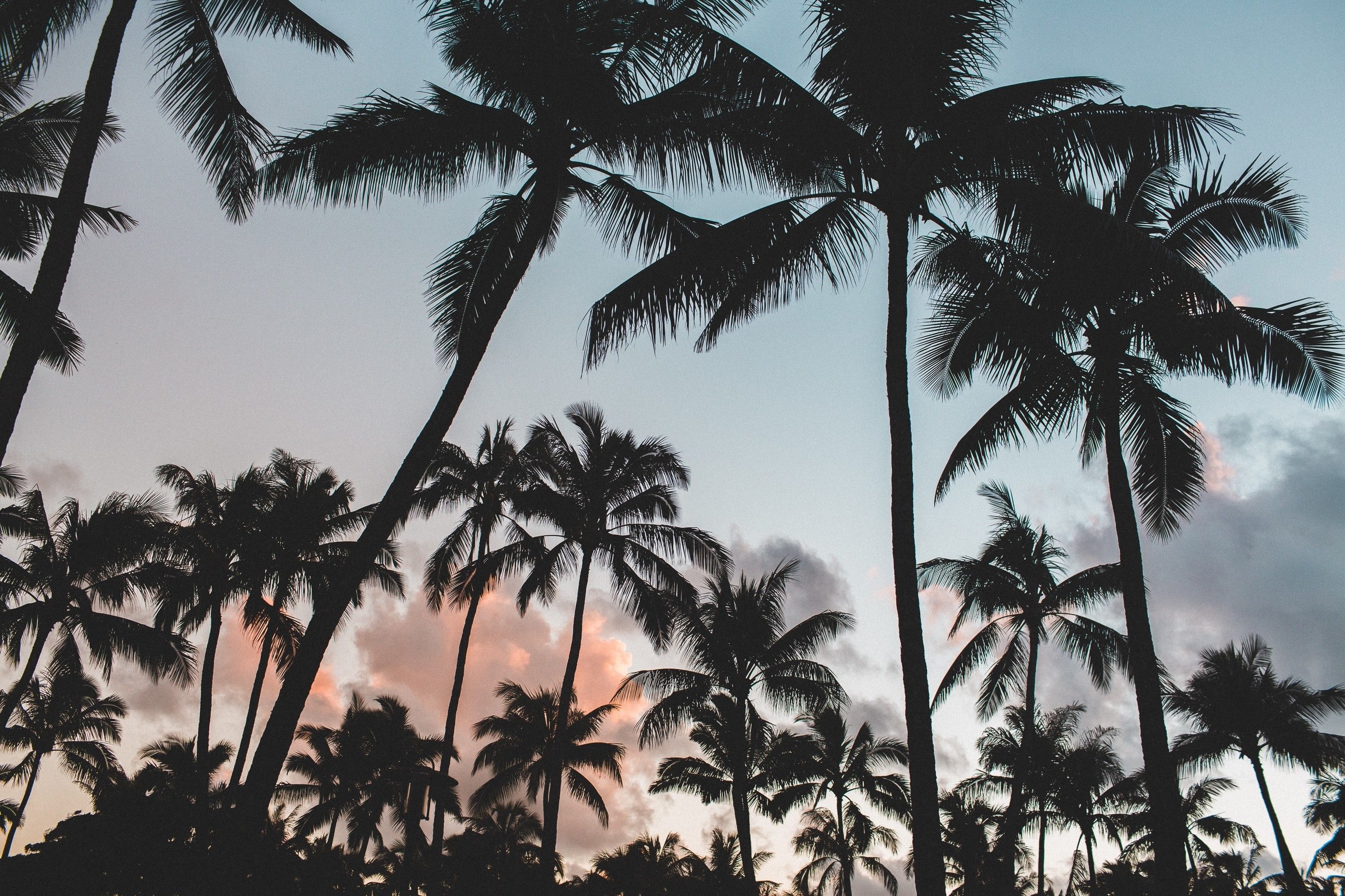 Más de 60 fondos de pantalla de Palm Tree