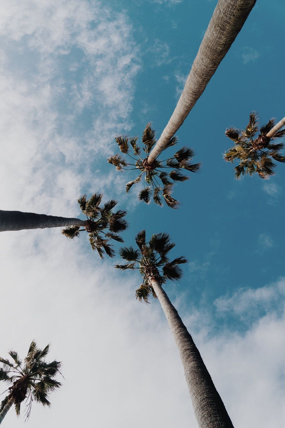 Más de 30 fondos de pantalla de Sky Palm Tree HD - Descarga