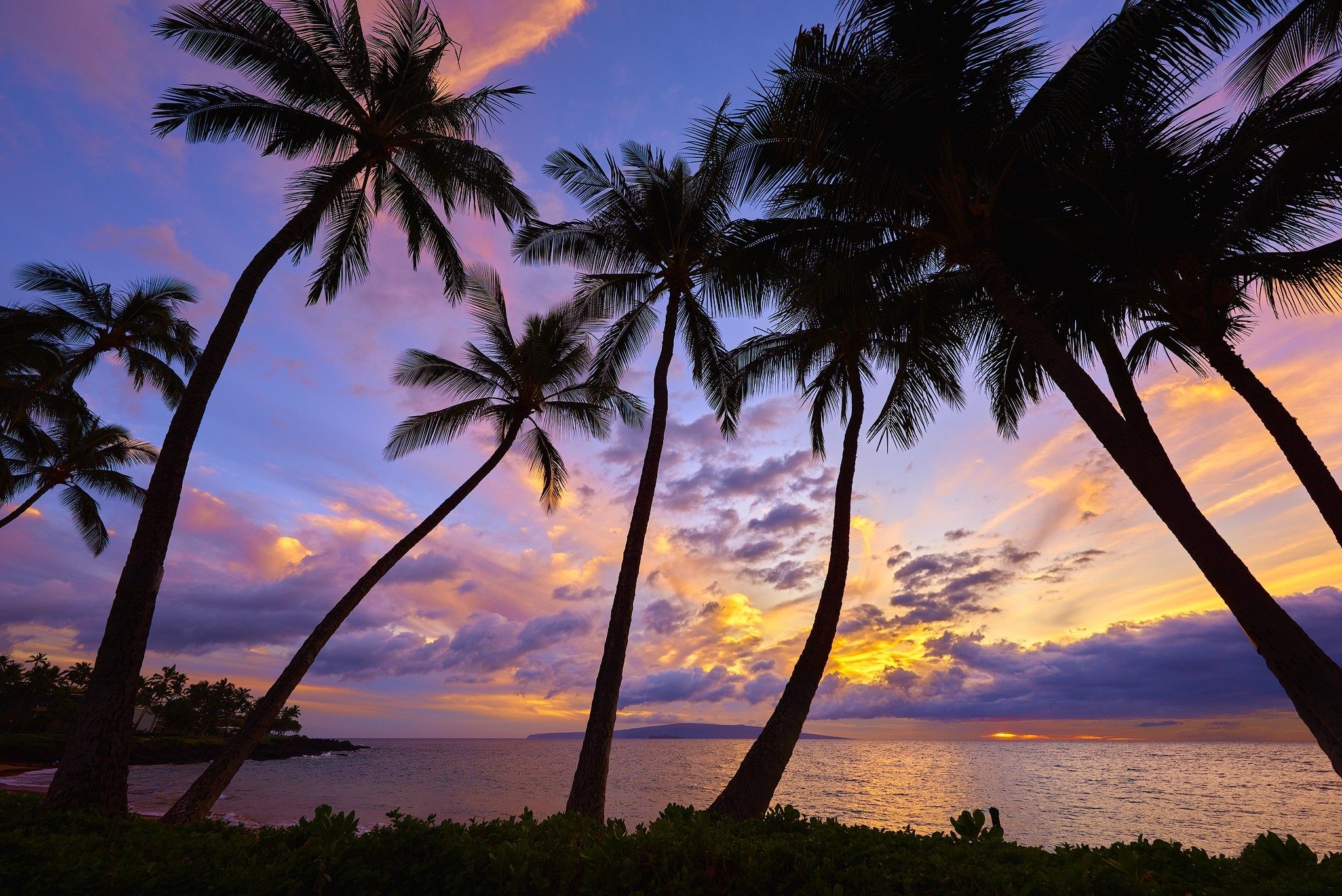 Más de 60 fondos de pantalla de Palm Tree