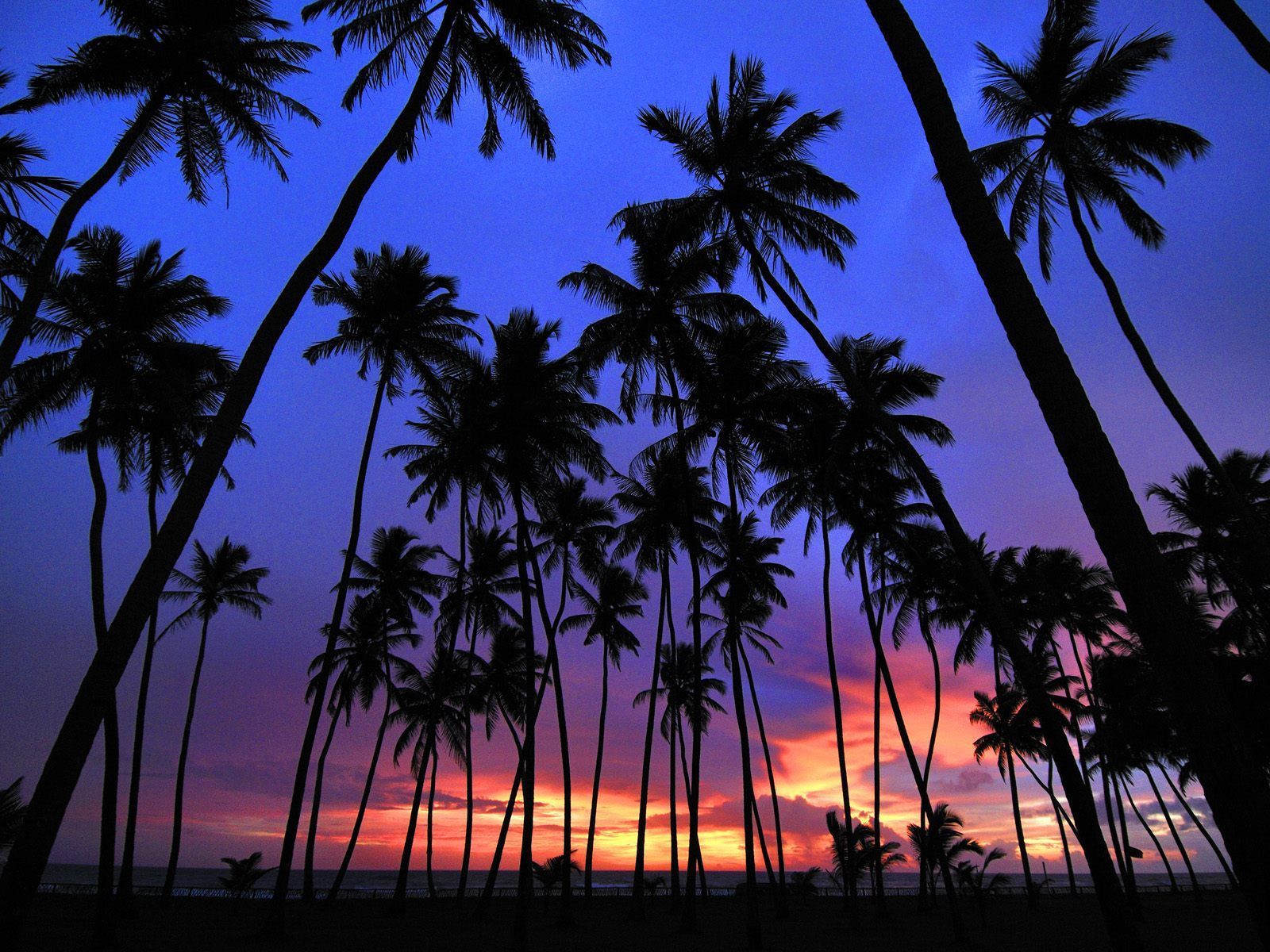 Fondo de pantalla de Palm Tree gratis # 6897595