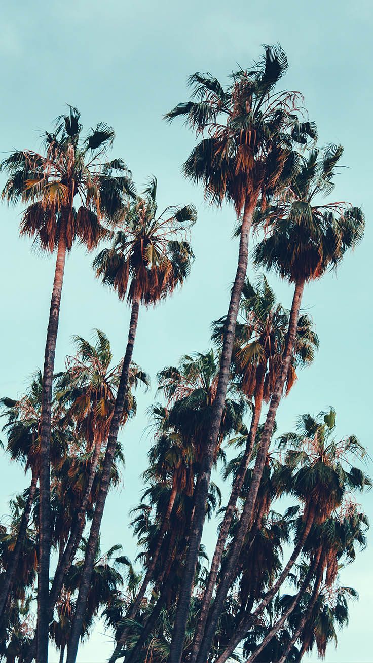 Palm Tree Iphone Wallpaper Collection By Www - Fondo de pantalla (# 119056